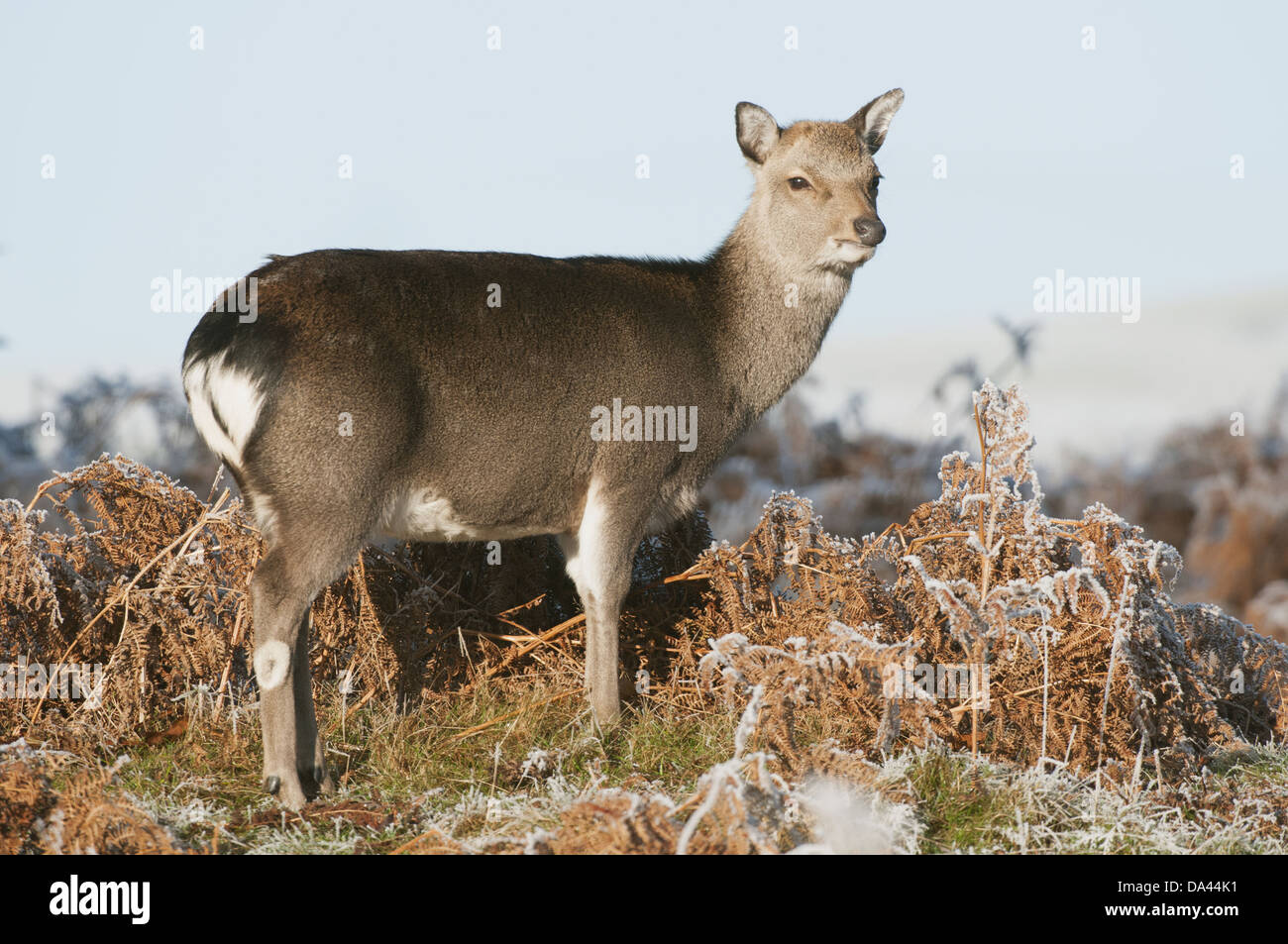 Sika Deer (Cervus nippon) introduced species, hind, winter coat, standing amongst frosty bracken, Kent, England, January Stock Photo