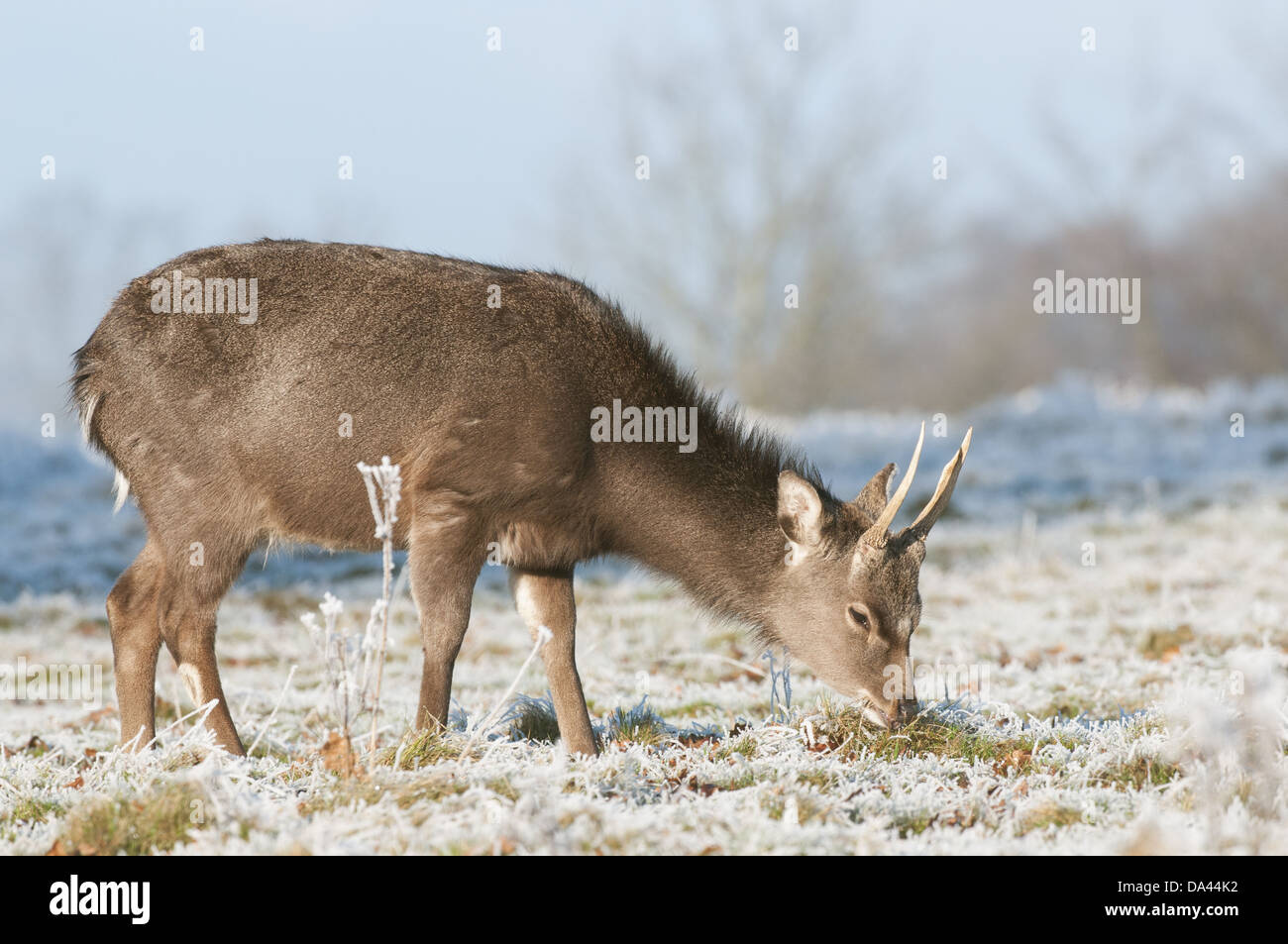 Sika Deer (Cervus nippon) introduced species, stag, winter coat, feeding on frosty grass, Kent, England, January Stock Photo