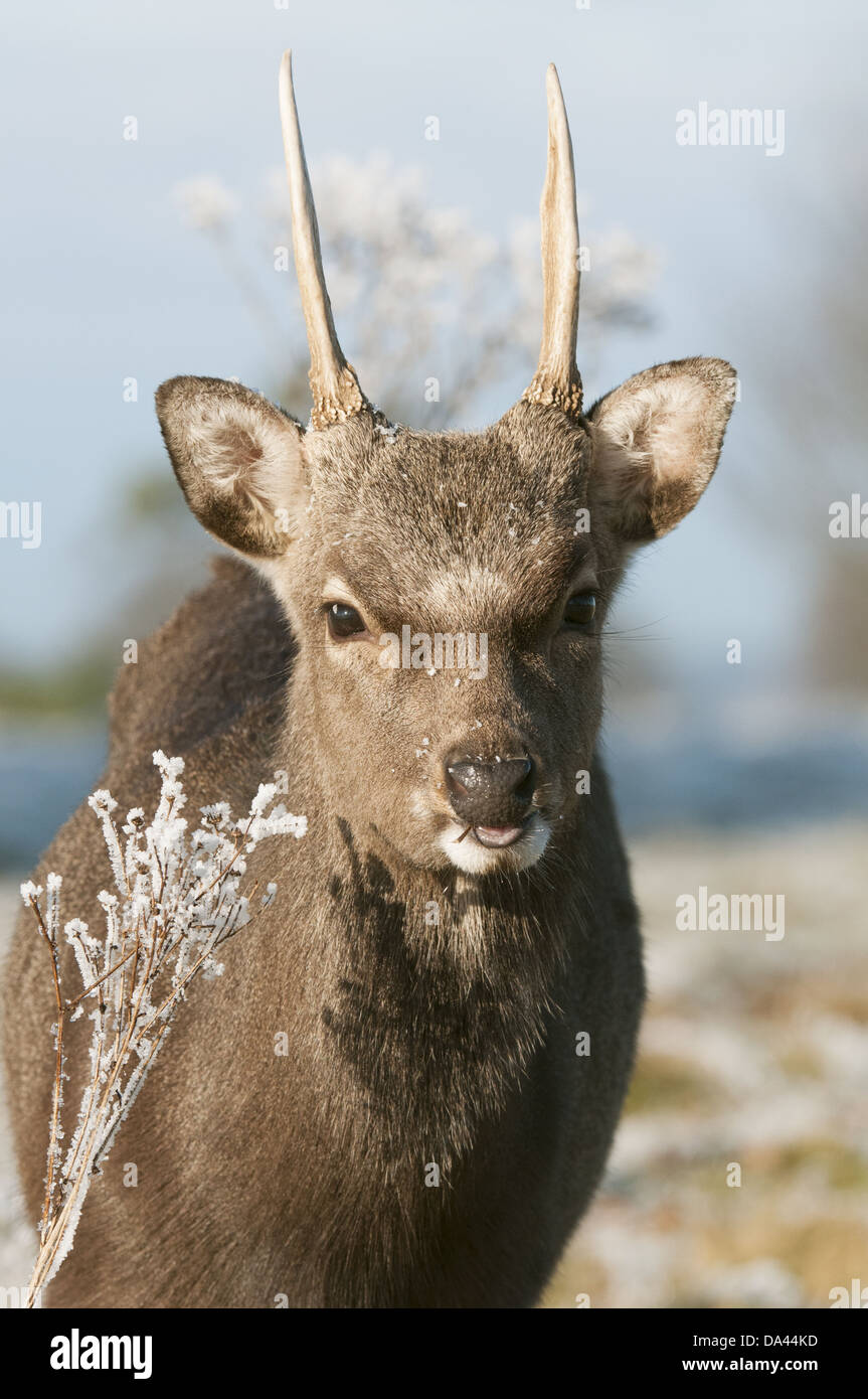 Sika Deer (Cervus nippon) introduced species, stag, winter coat, close-up of head, in frost, Kent, England, January Stock Photo