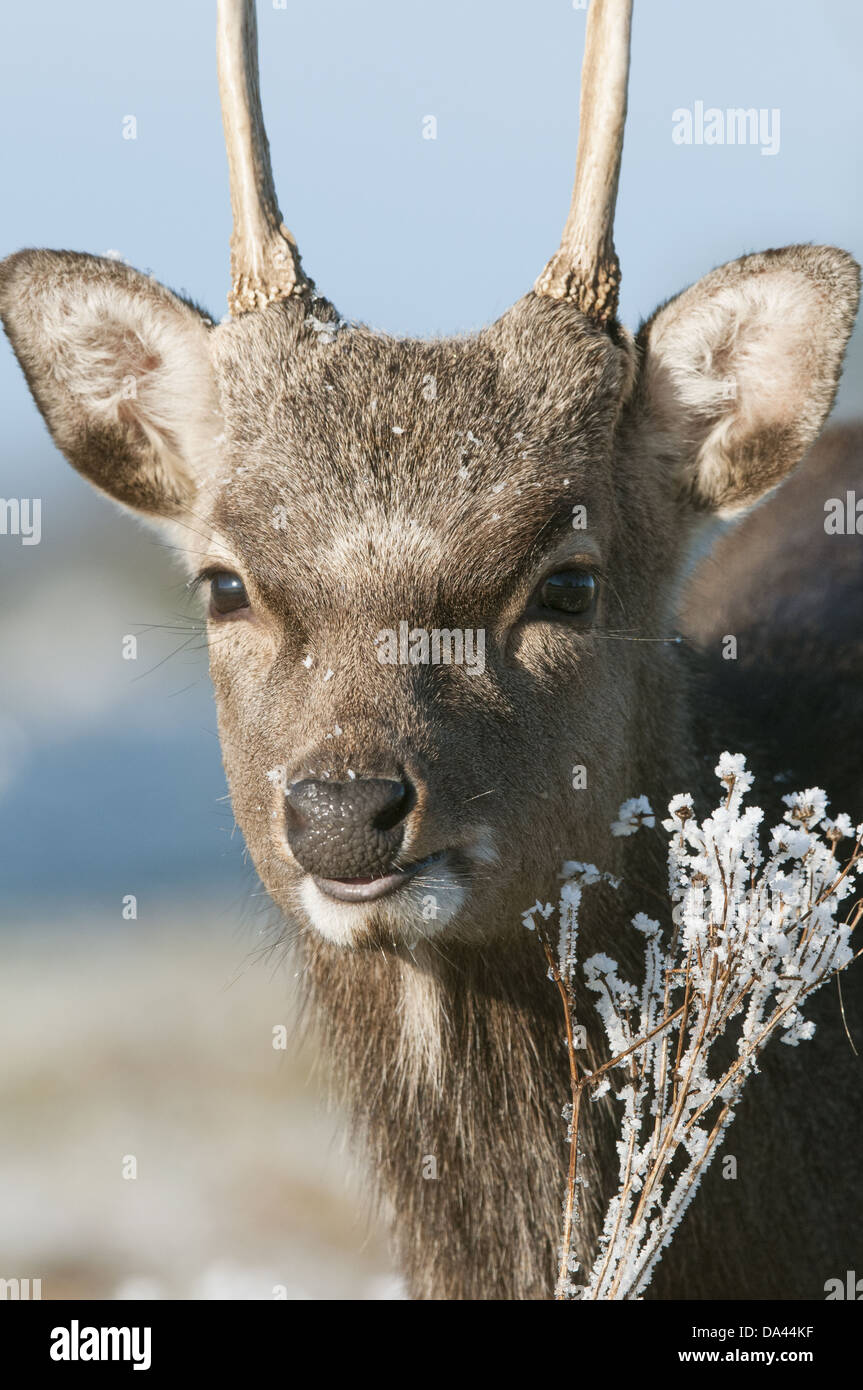 Sika Deer (Cervus nippon) introduced species, stag, winter coat, close-up of head, in frost, Kent, England, January Stock Photo