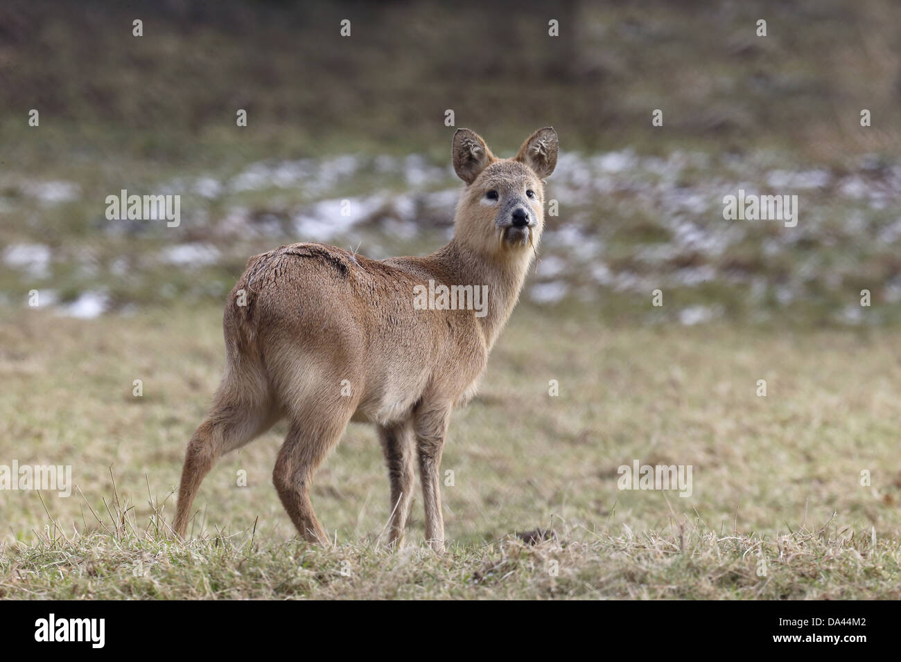 Chinese Water Deer (Hydropotes inermis) introduced species, adult male, standing on grass, Bedfordshire, England, February Stock Photo