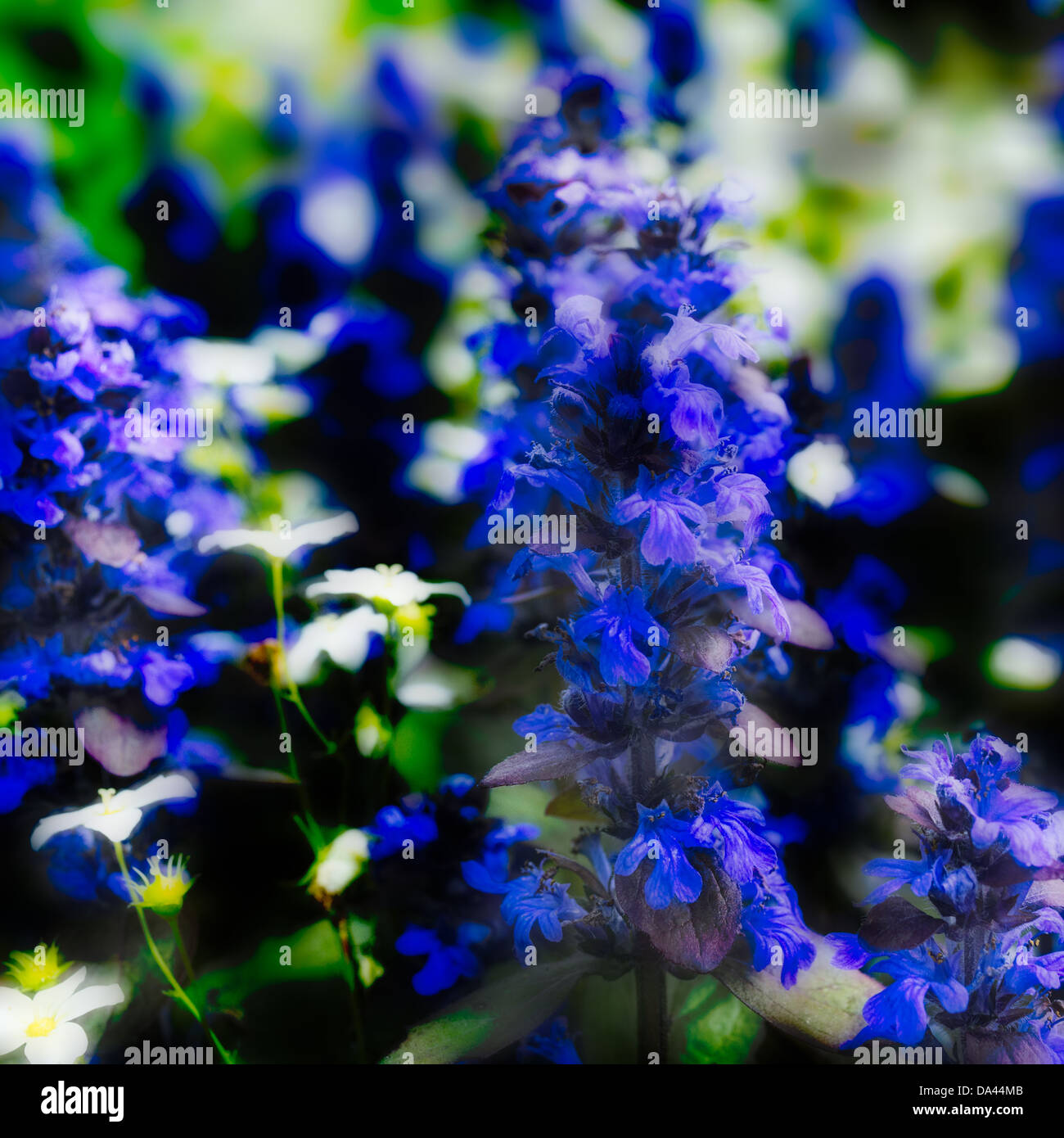 Bugle flowers hires stock photography and images Alamy