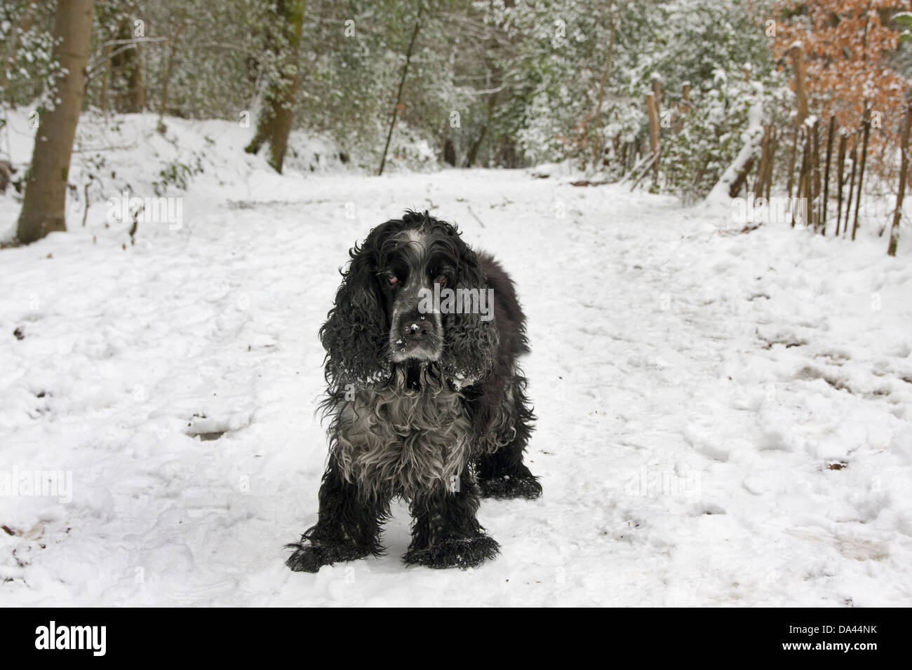 Domestic Dog, English Cocker Spaniel, elderly adult, standing on snow covered path in woodland, England, January Stock Photo