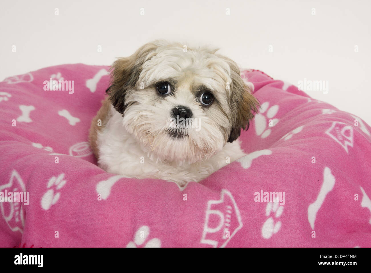 Domestic Dog, Shih Tzu, puppy, laying on bed Stock Photo Alamy