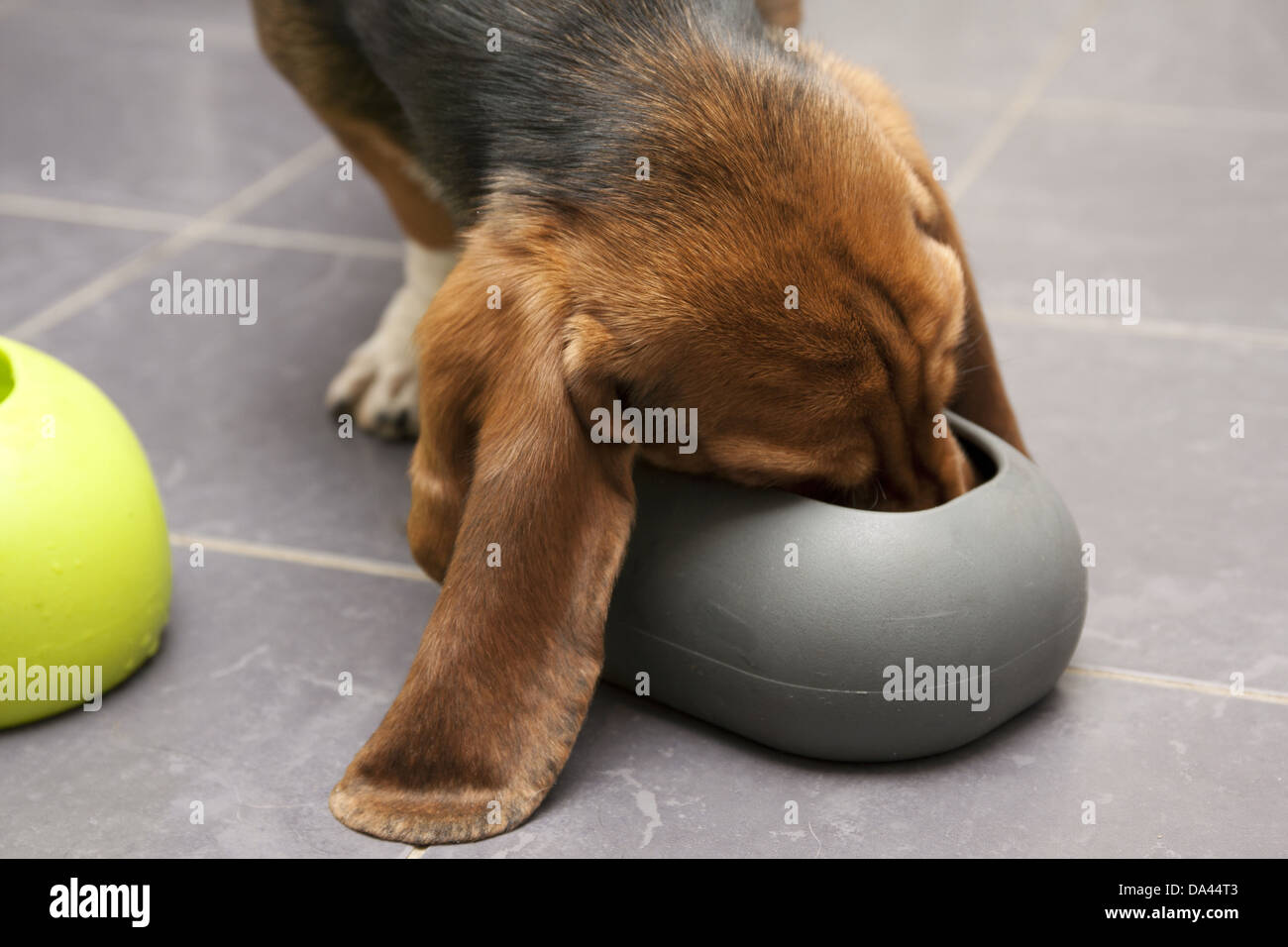Basset hound sales water bowl