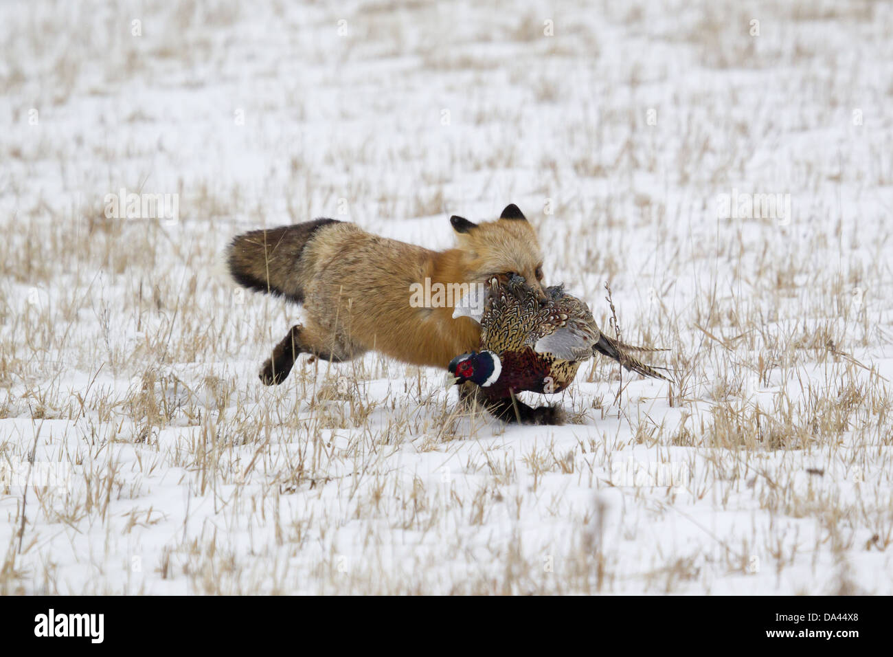 American Red Fox (Vulpes vulpes fulva) adult female running in snow covered field with Common Pheasant (Phasianus colchicus) Stock Photo