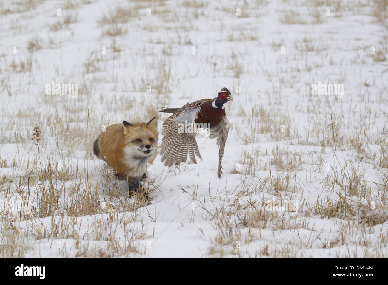 Chasing Fox 6.6フィート Fox chasing bird hi-res stock photography