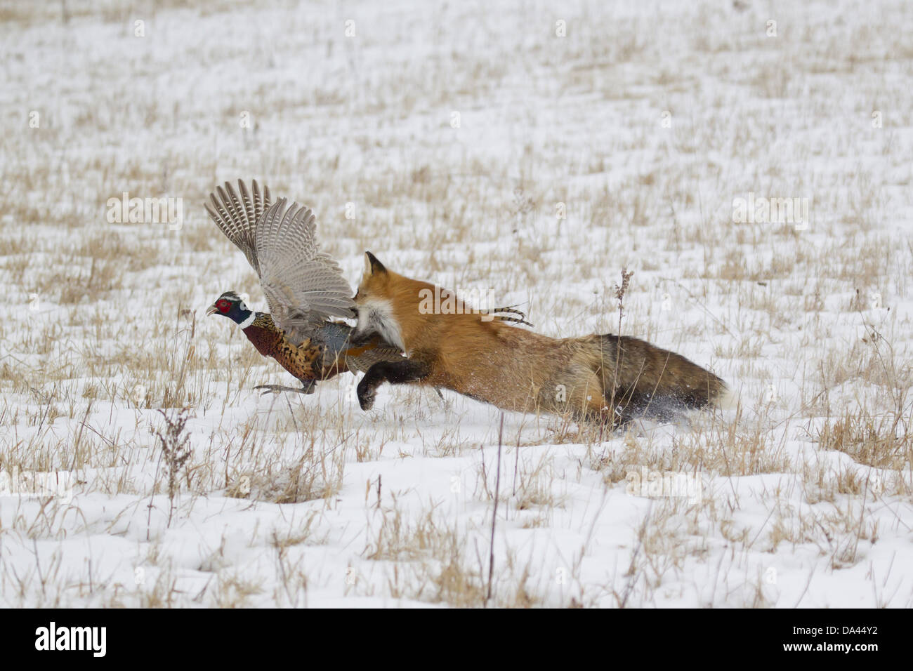 American Red Fox (Vulpes vulpes fulva) adult female running in snow covered field capturing Common Pheasant (Phasianus Stock Photo