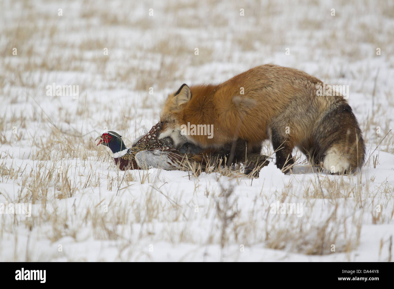 American Red Fox (Vulpes vulpes fulva) adult female standing in snow covered field capturing Common Pheasant (Phasianus Stock Photo