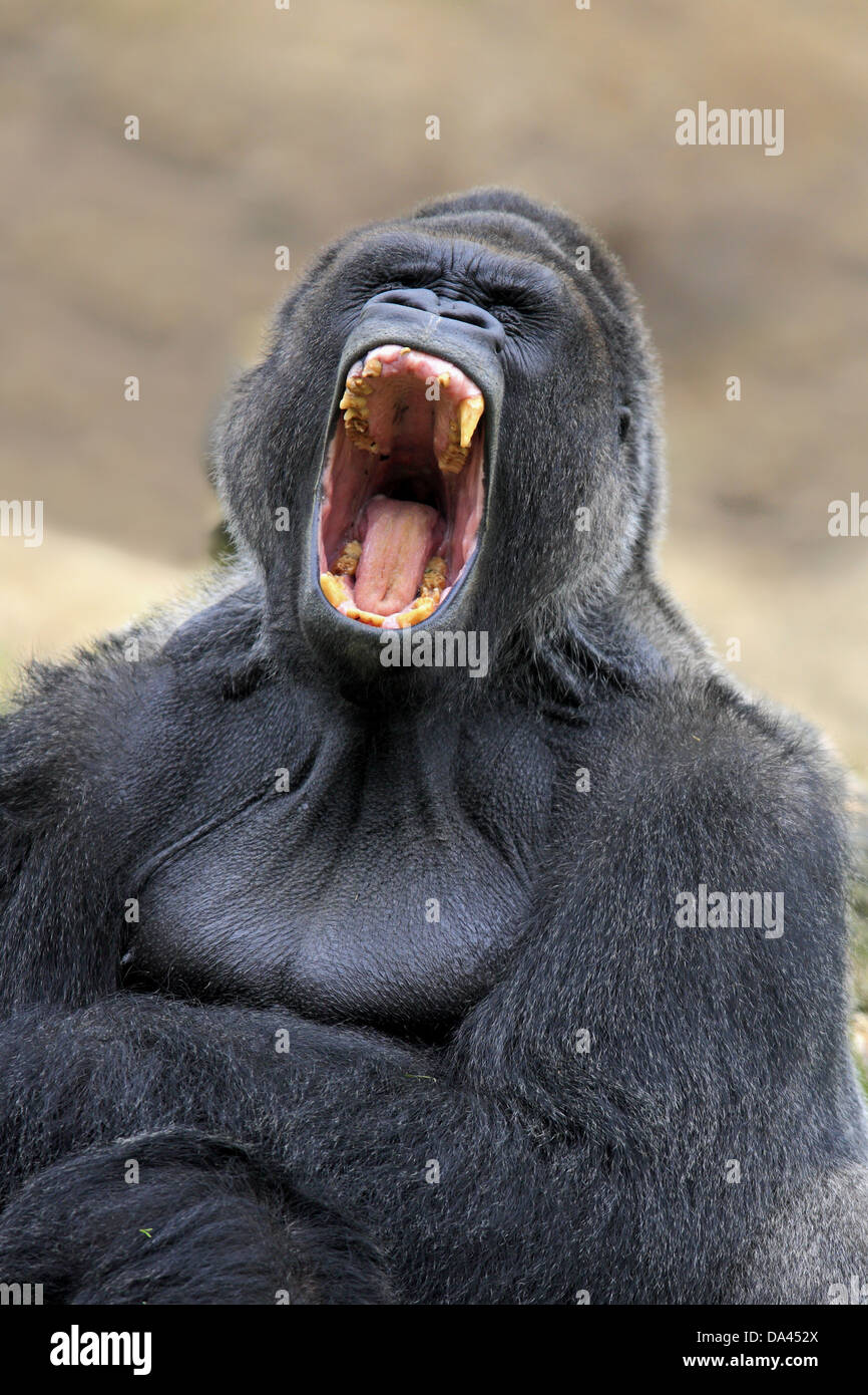 Silverback gorilla teeth hi-res stock photography and images - Alamy
