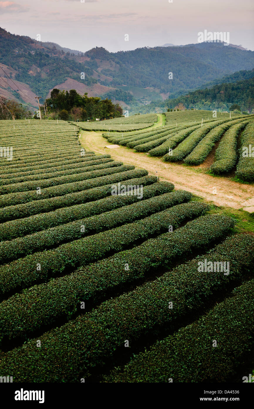 Mae Salong Tea Plantations in the highlands of the Chiang Rai district, Thailand. Stock Photo
