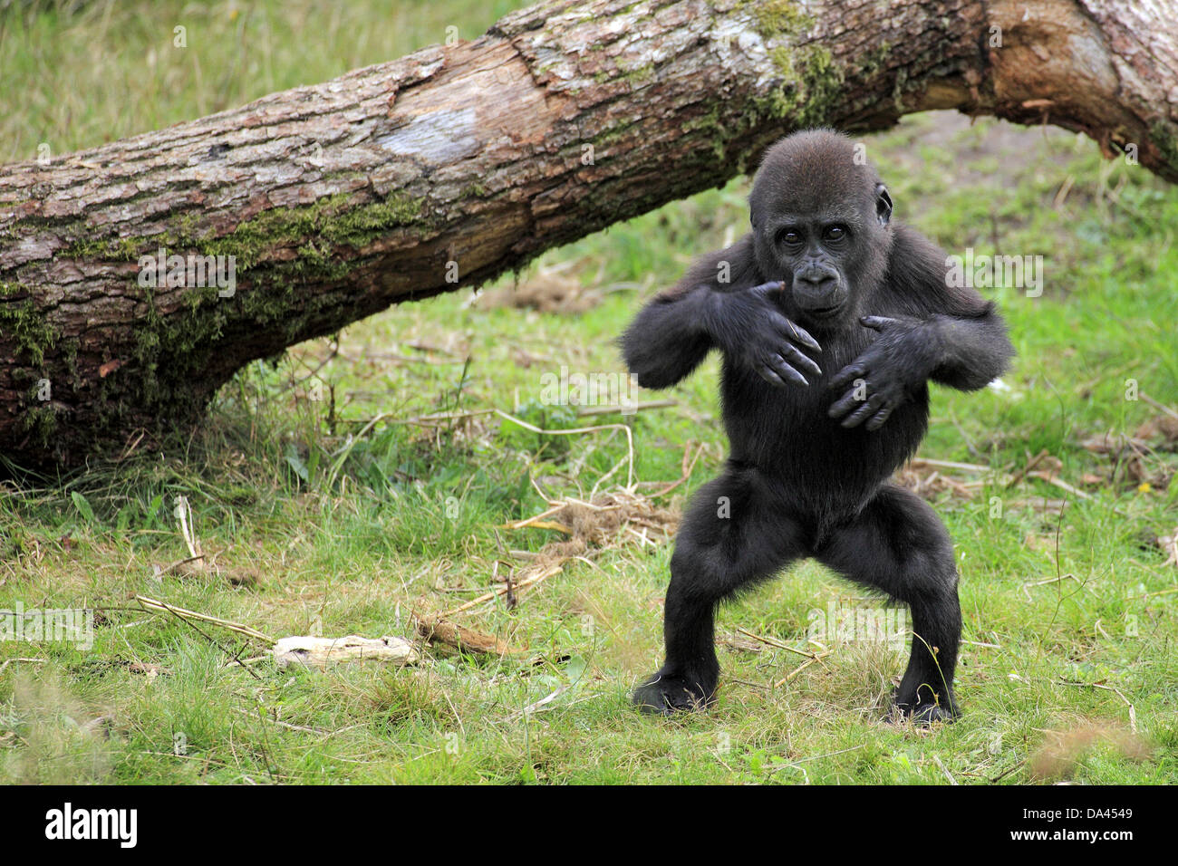 Western Lowland Gorilla (Gorilla gorilla gorilla) young, chest beating, standing on grass (captive) Stock Photo