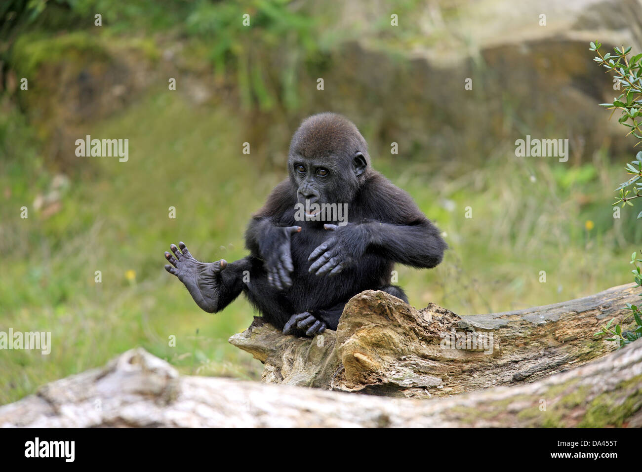 Western Lowland Gorilla (Gorilla gorilla gorilla) young, chest beating, sitting on log (captive) Stock Photo