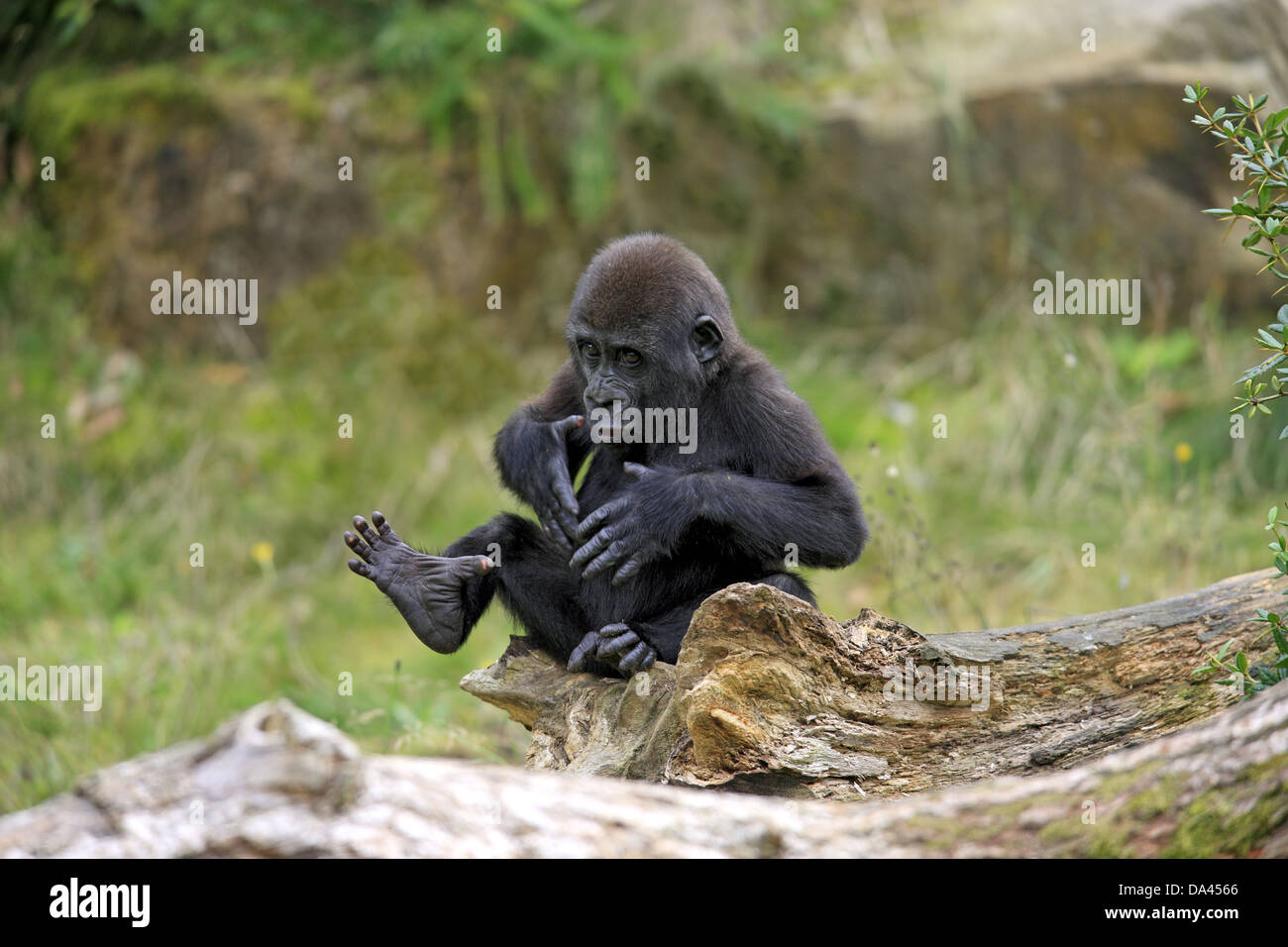 Western Lowland Gorilla (Gorilla gorilla gorilla) young, chest beating, sitting on log (captive) Stock Photo