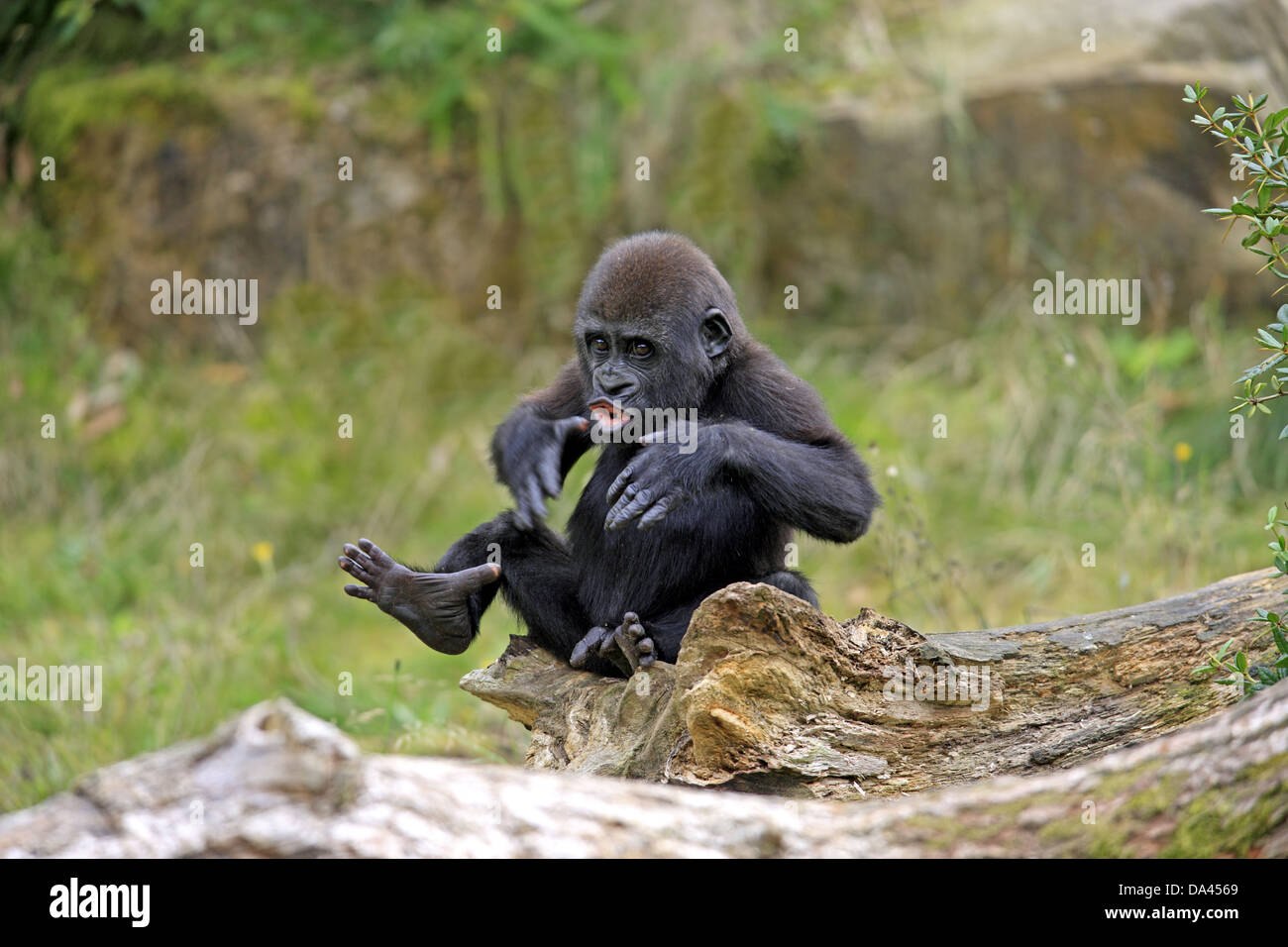 Western Lowland Gorilla (Gorilla gorilla gorilla) young, chest beating, sitting on log (captive) Stock Photo