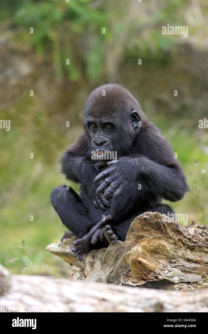 Western Lowland Gorilla (Gorilla gorilla gorilla) young, chest beating