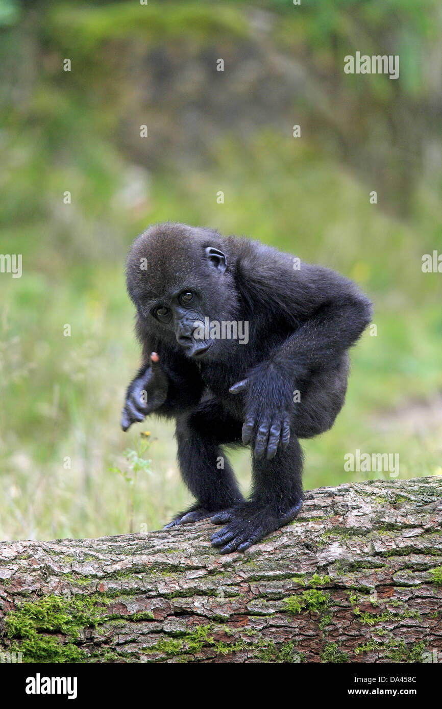 Western Lowland Gorilla (Gorilla gorilla gorilla) young, chest beating, standing on log (captive) Stock Photo