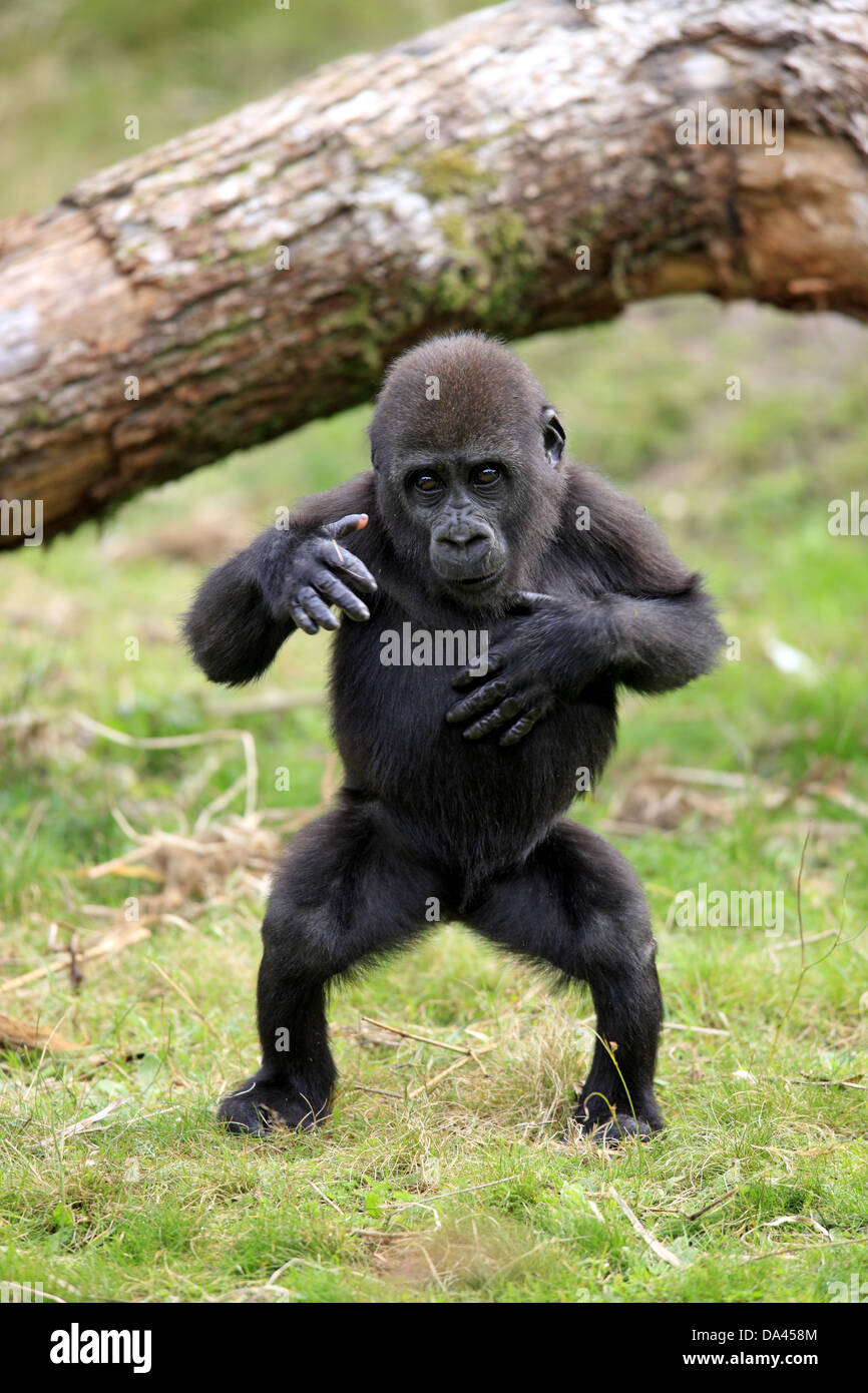 Western Lowland Gorilla (Gorilla gorilla gorilla) young, chest beating, standing on grass (captive) Stock Photo