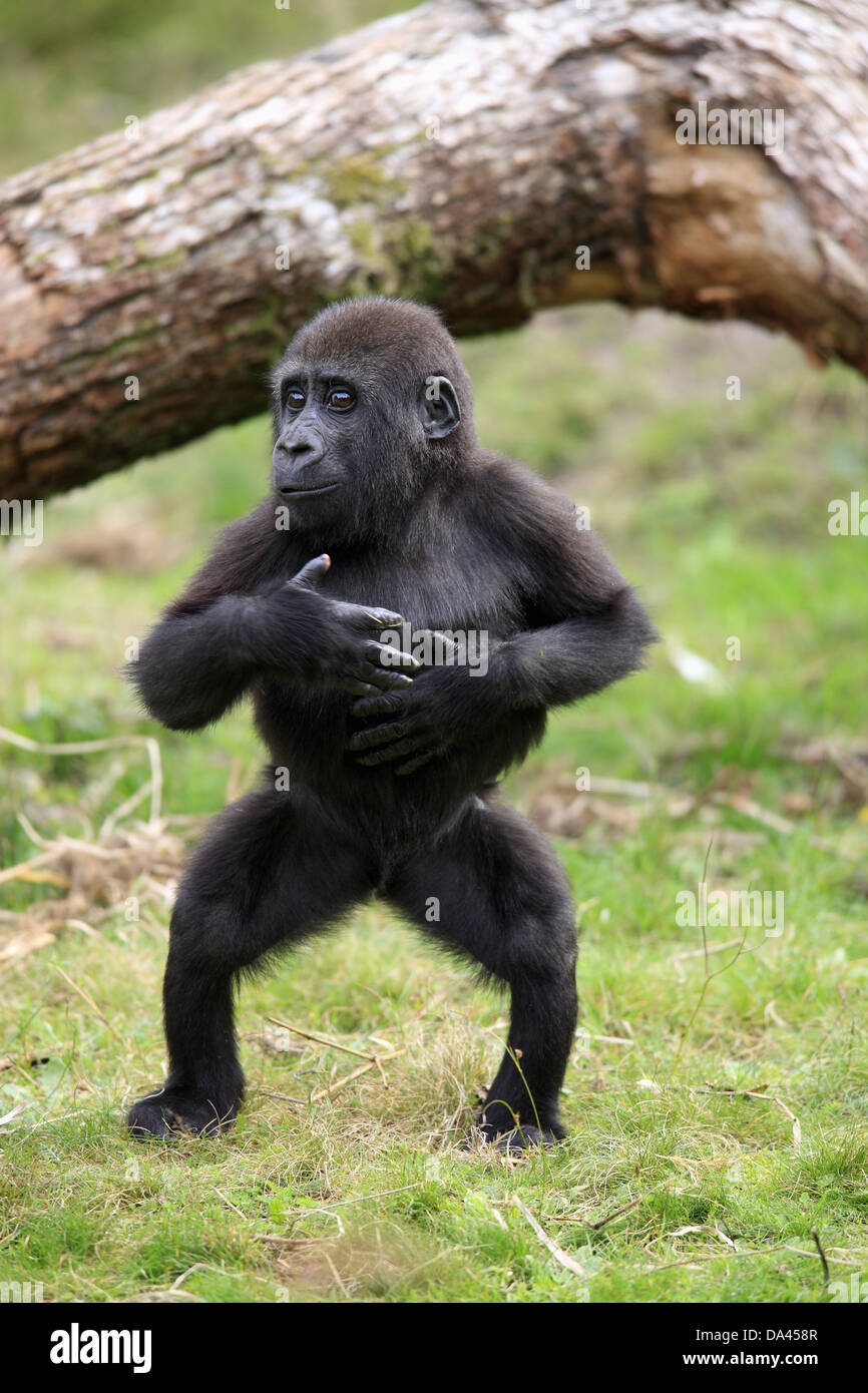 Western Lowland Gorilla (Gorilla gorilla gorilla) young, chest beating, standing on grass (captive) Stock Photo