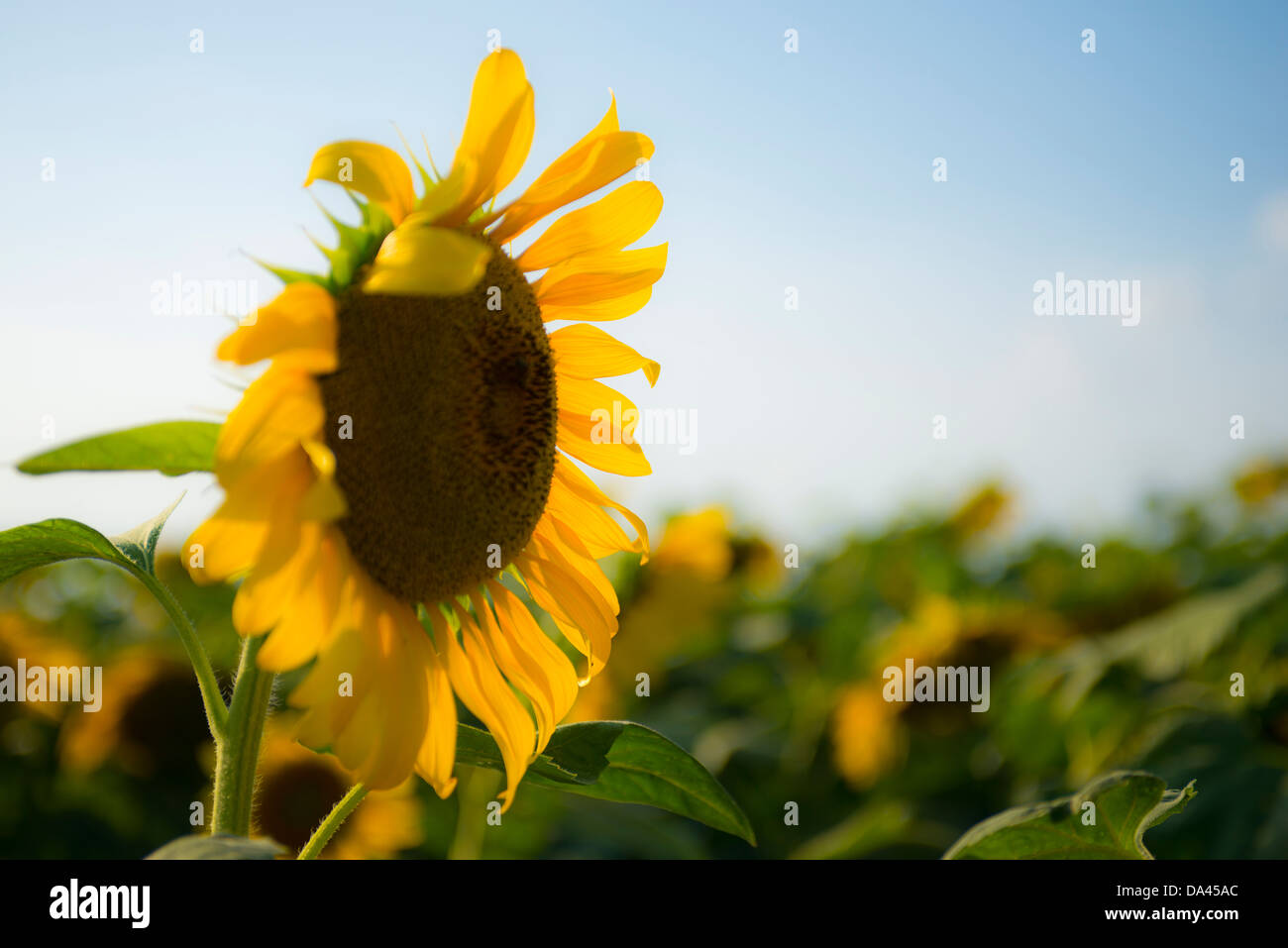 Sunflowers in Texas Sunshine Stock Photo Alamy