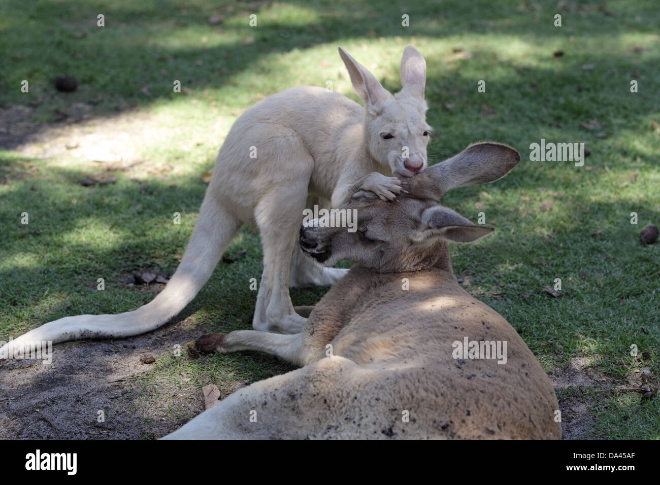 Albino kangaroo hugs a laughing American woman at a Perth wildlife park