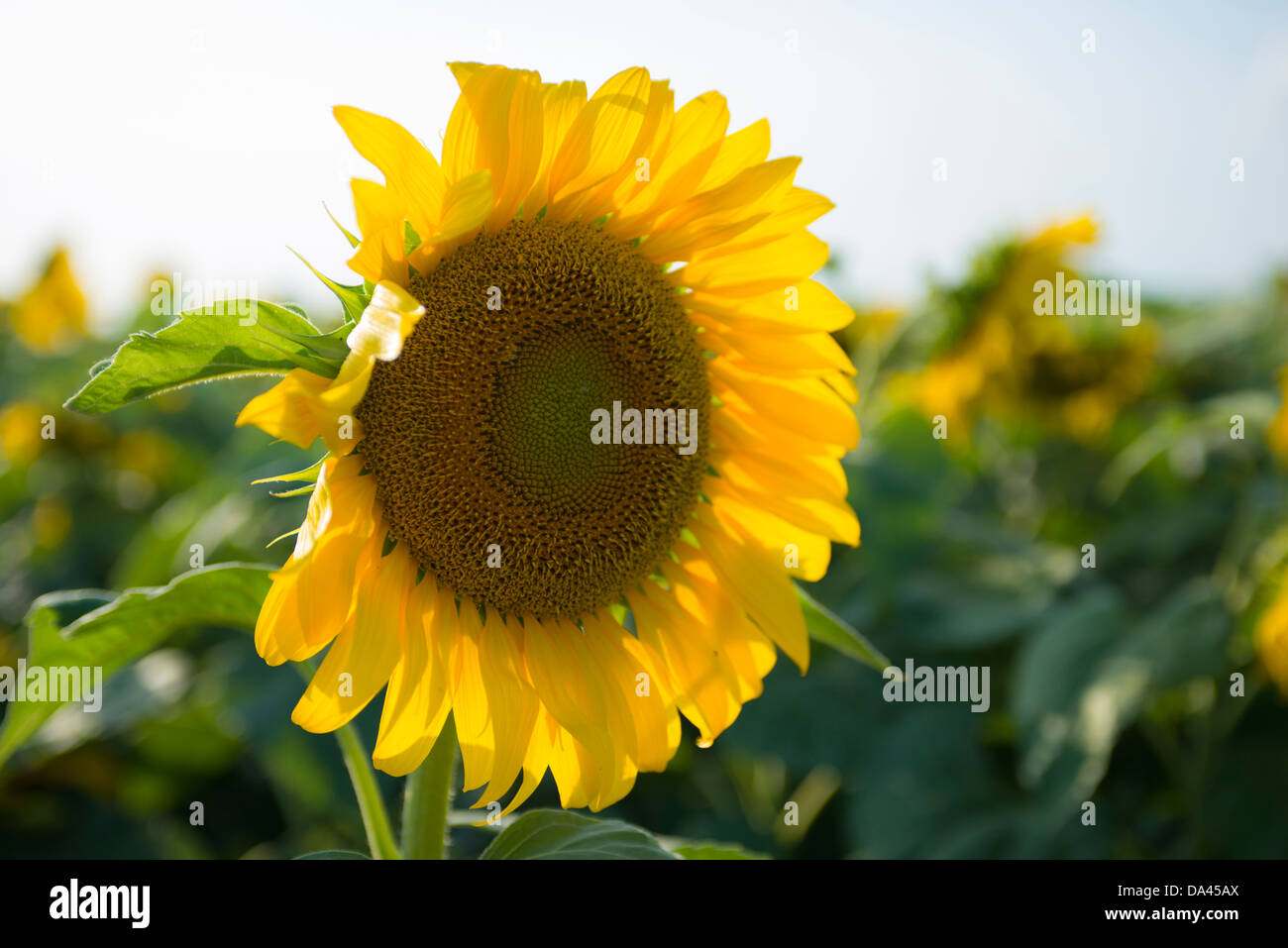 Sunflowers in Texas Sunshine Stock Photo Alamy