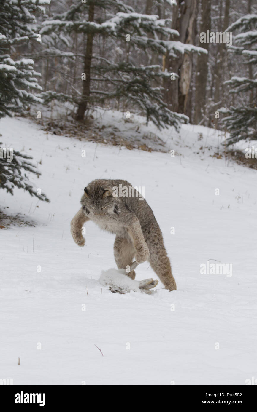 Canadian Lynx (Lynx canadensis) adult attacking Snowshoe Hare (Lepus