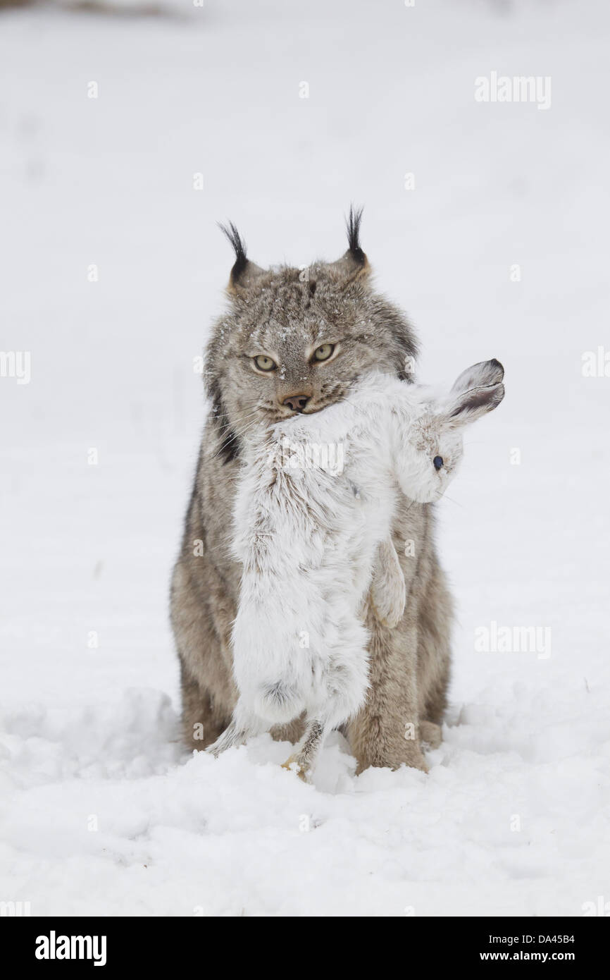 Canadian Lynx (Lynx canadensis) adult standing on snow with Snowshoe