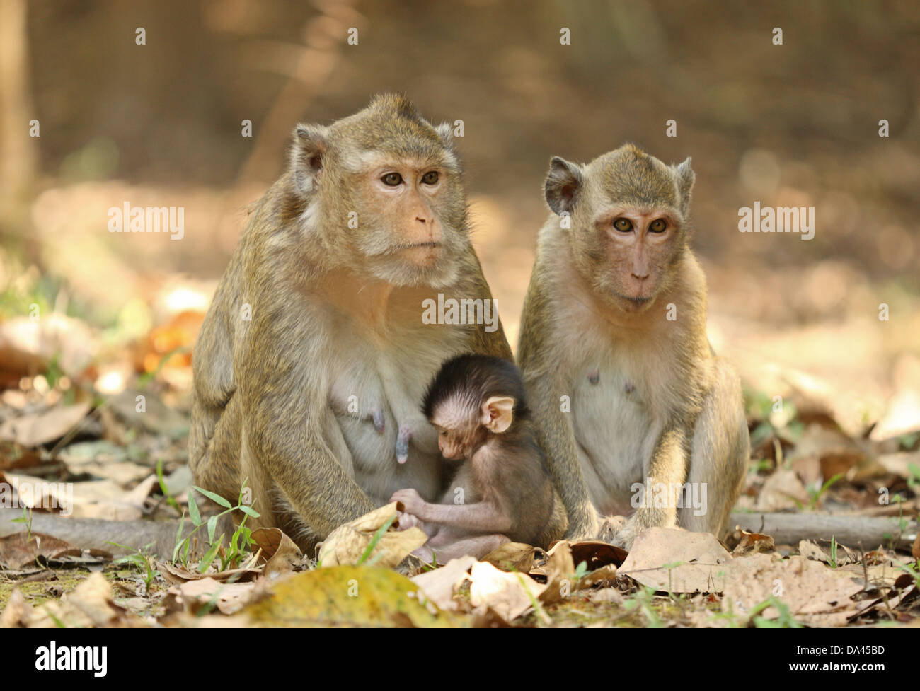 Crab-eating Macaque (Macaca fascicularis) mature adult female with baby and young female sitting together Angkor Wat Siem Reap Stock Photo