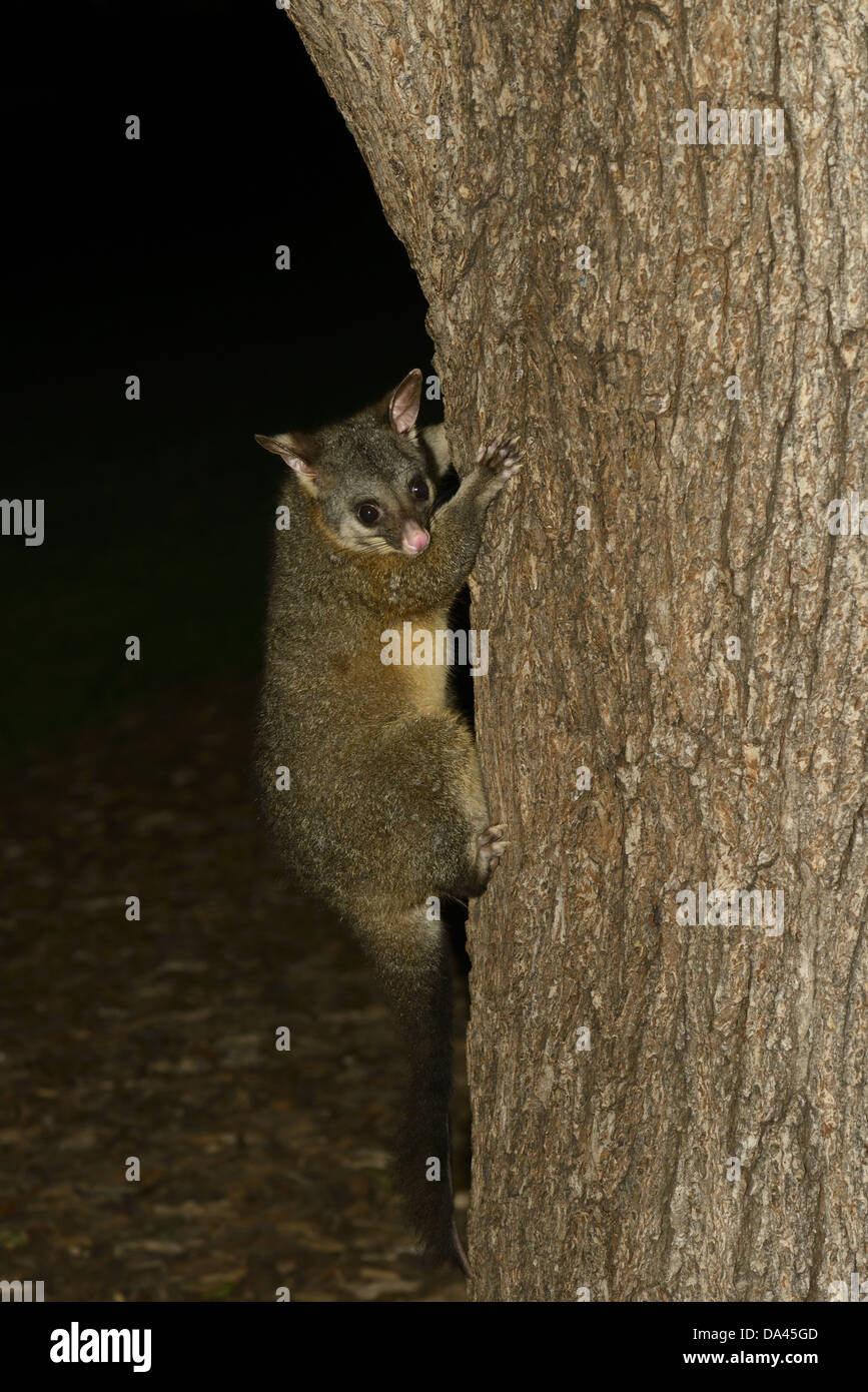 Common Brushtail Possum (Trichosurus vulpecula) adult, climbing up tree