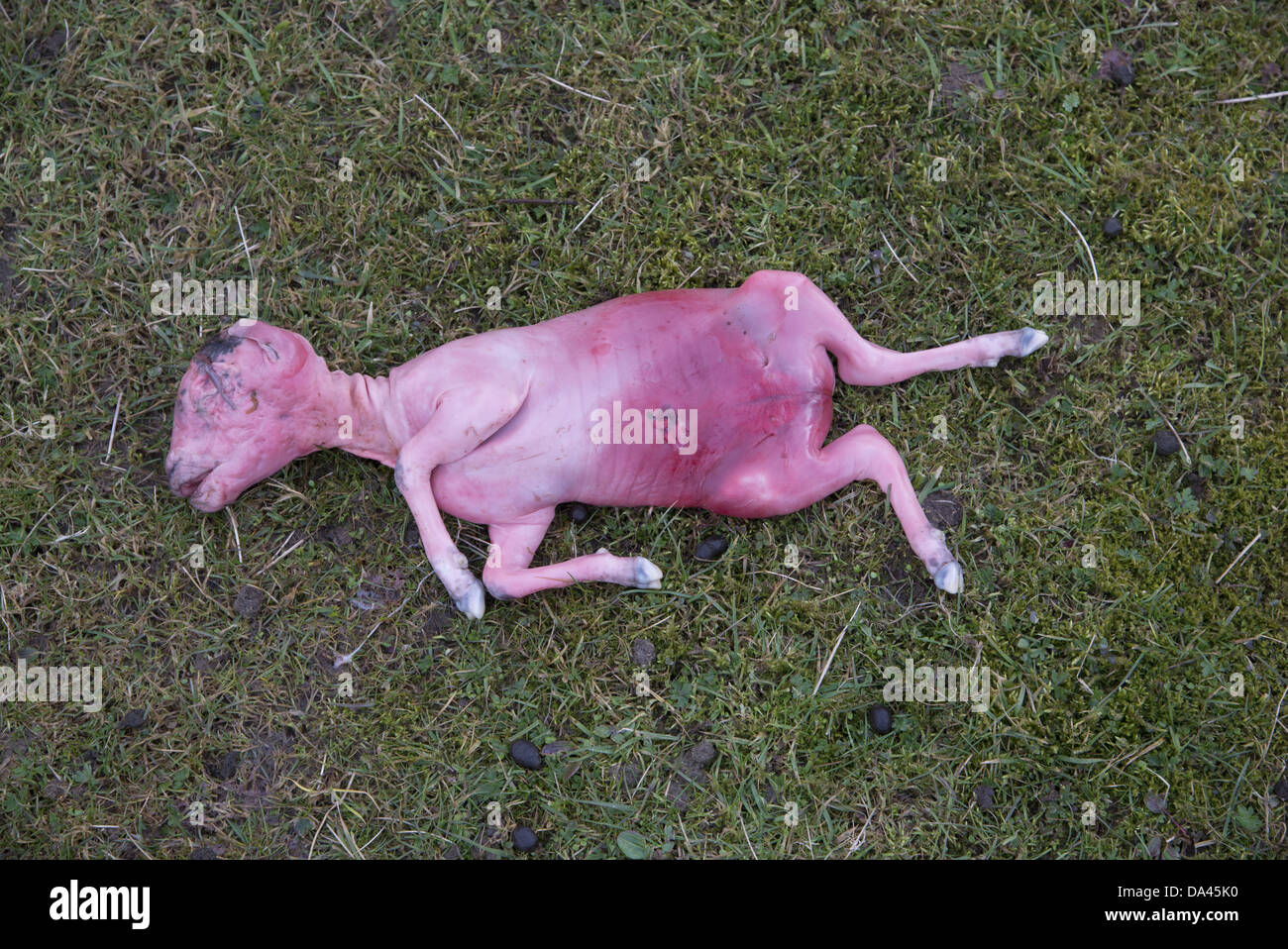 Domestic Sheep, aborted lamb foetus, in pasture, Lancashire, England, March Stock Photo