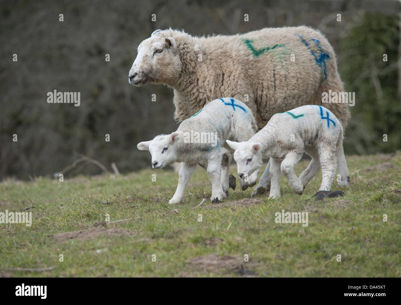 Domestic Sheep Texel cross ewe with twin lambs with sprayed identification numbers walking on pasture Whitewell Lancashire Stock Photo