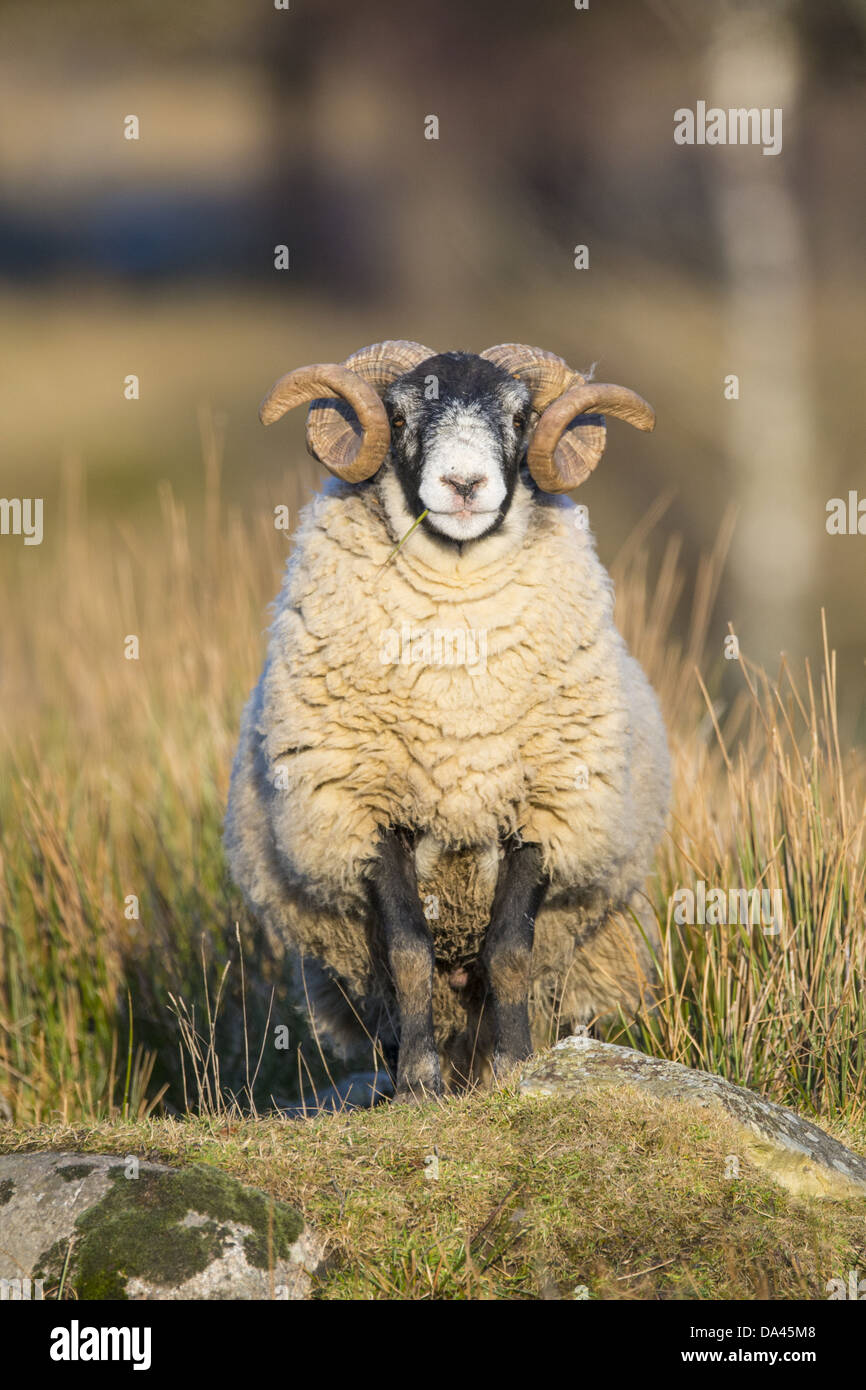 Domestic Sheep, Scottish Blackface, ram, standing on rock, Grampian Mountains, Aberdeenshire, Highlands, Scotland, February Stock Photo