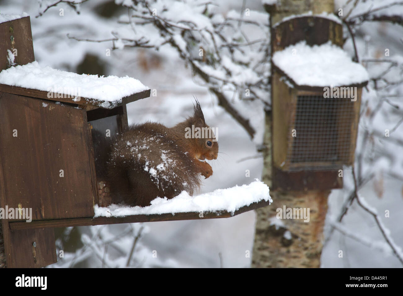 Eurasian Red Squirrel (Sciurus vulgaris) adult feeding sitting on snow covered squirrel feeder Dumfries and Galloway Scotland Stock Photo