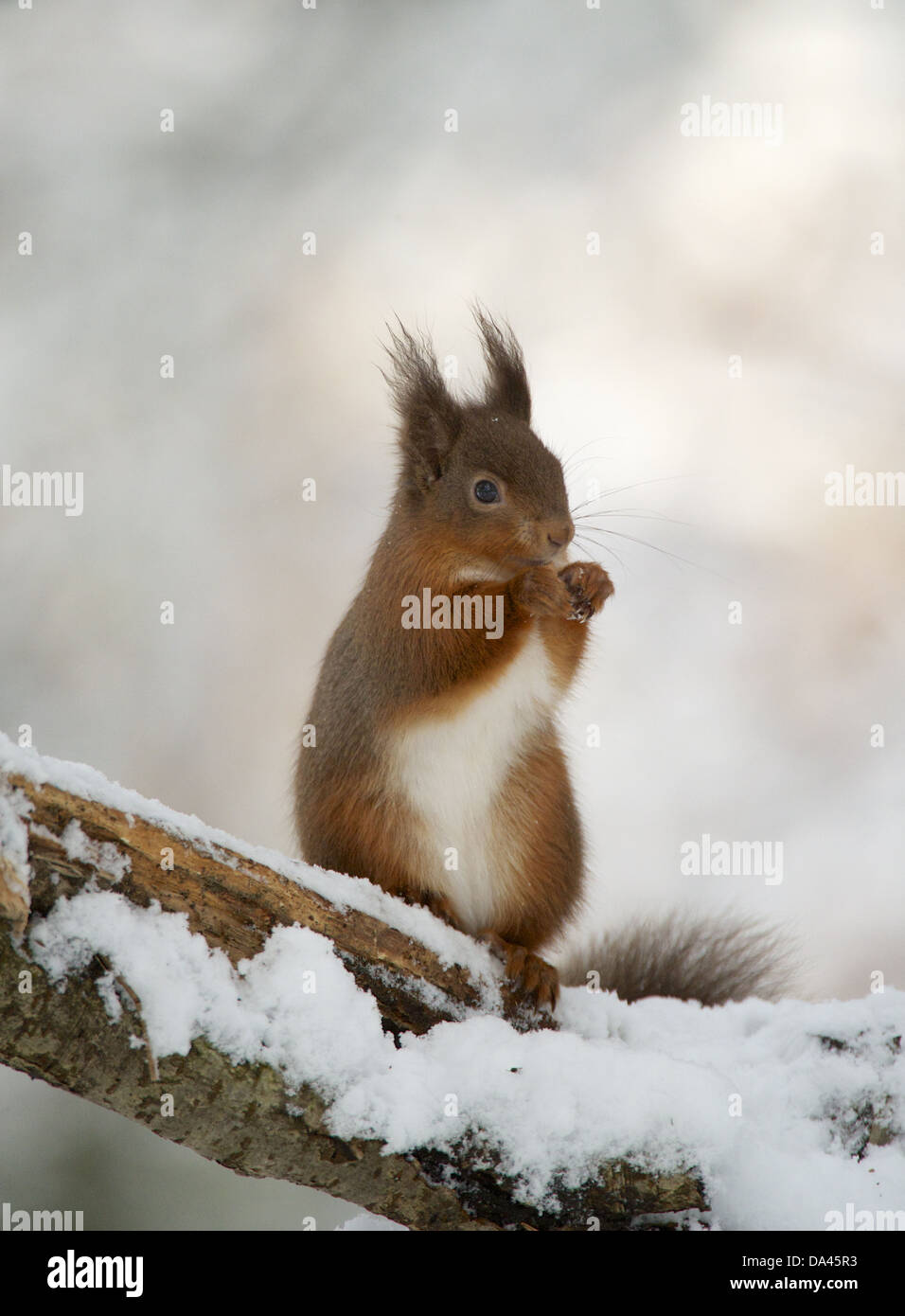 Eurasian Red Squirrel (Sciurus vulgaris) adult feeding sitting on snow covered branch Dumfries and Galloway Scotland February Stock Photo