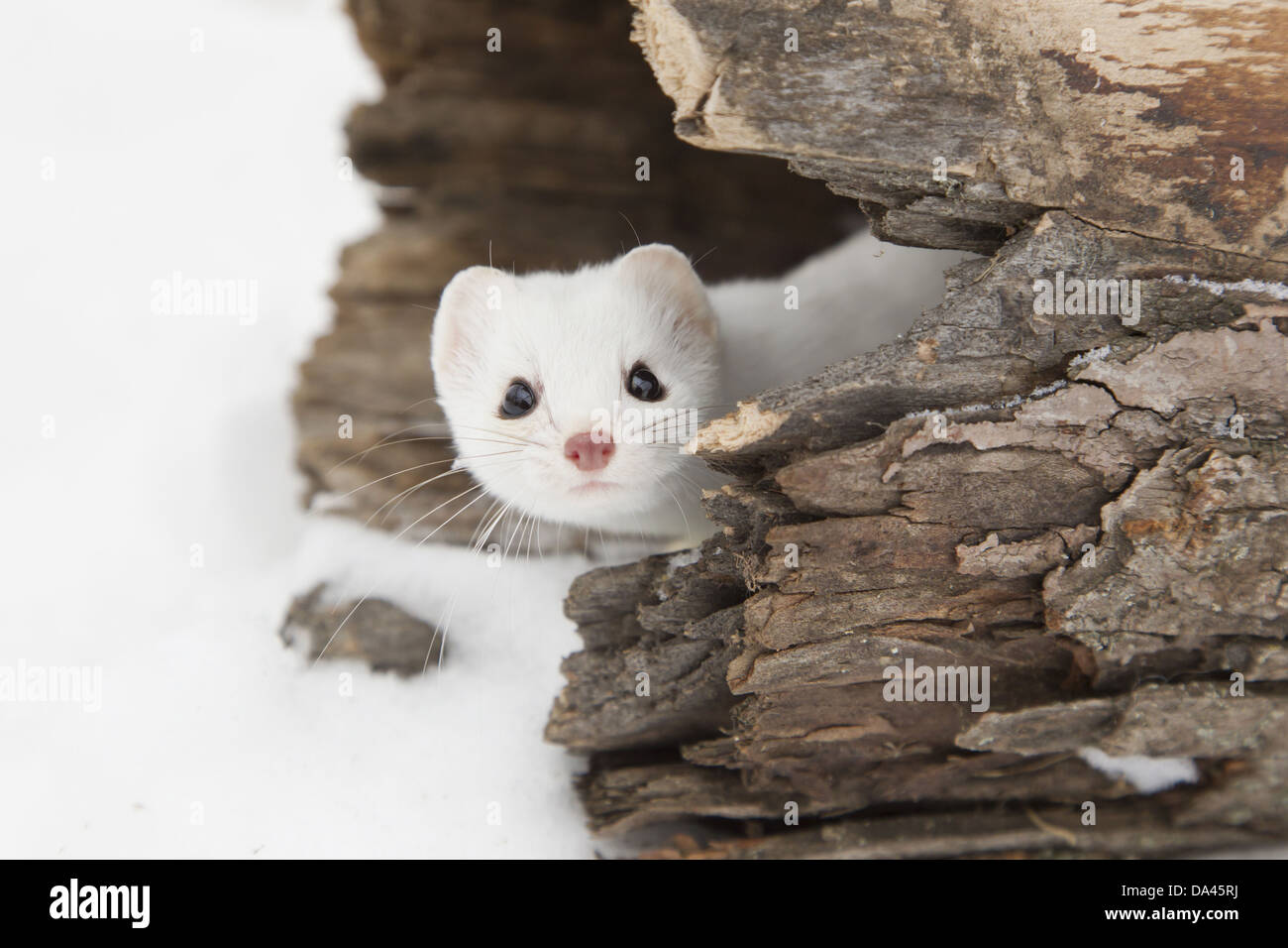 Stoat (Mustela erminea) adult in 'ermine' white winter coat peering out from hollow log in snow Minnesota U.S.A. January Stock Photo