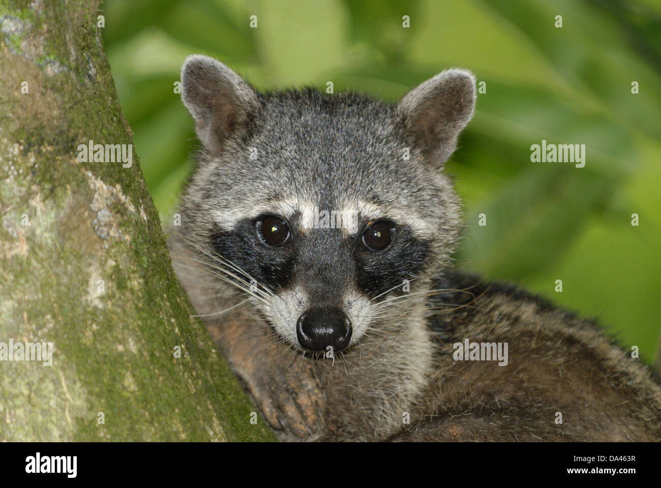 Crabeating Raccoon (Procyon cancrivorus) adult closeup of head