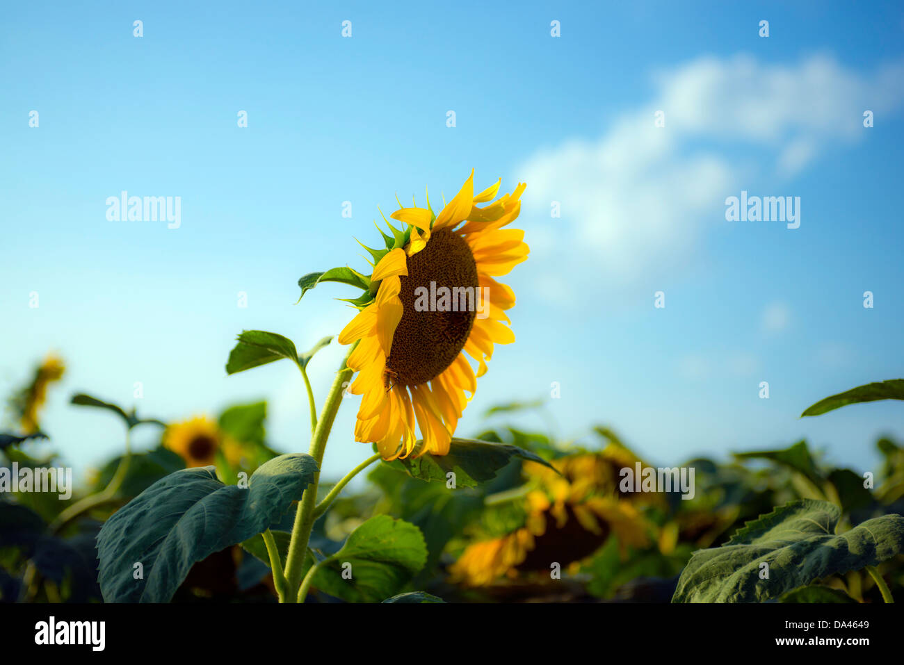Sunflowers in Texas Sunshine Stock Photo Alamy