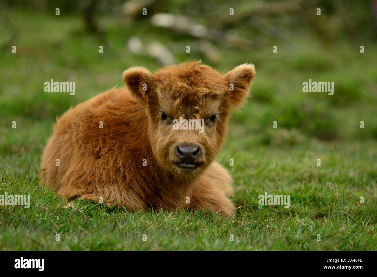 Highland Calf Cute High Resolution Stock Photography And Images Alamy