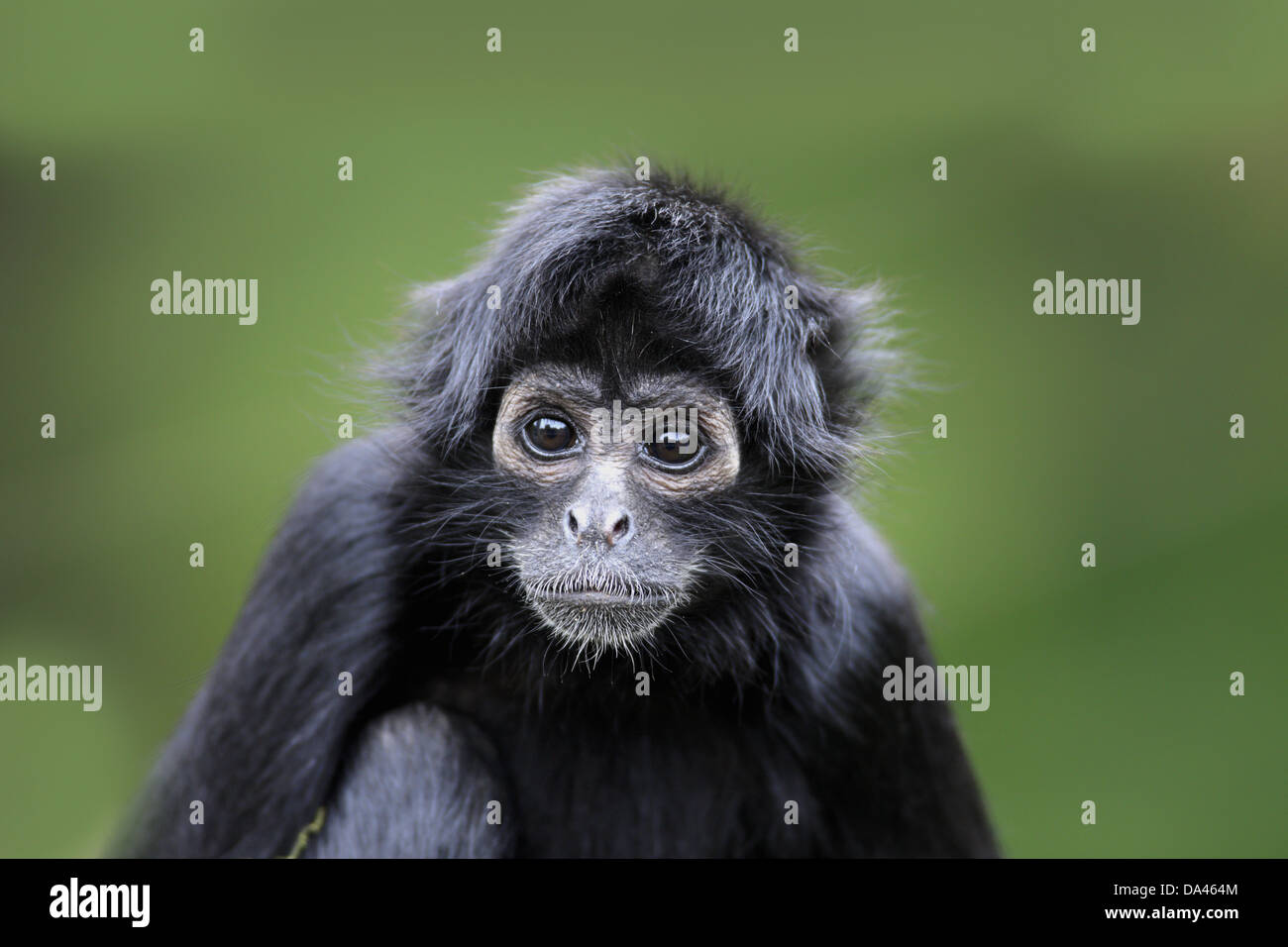 Black-headed Spider Monkey (Ateles fusciceps robustus) young, close-up of head, (captive) Stock Photo