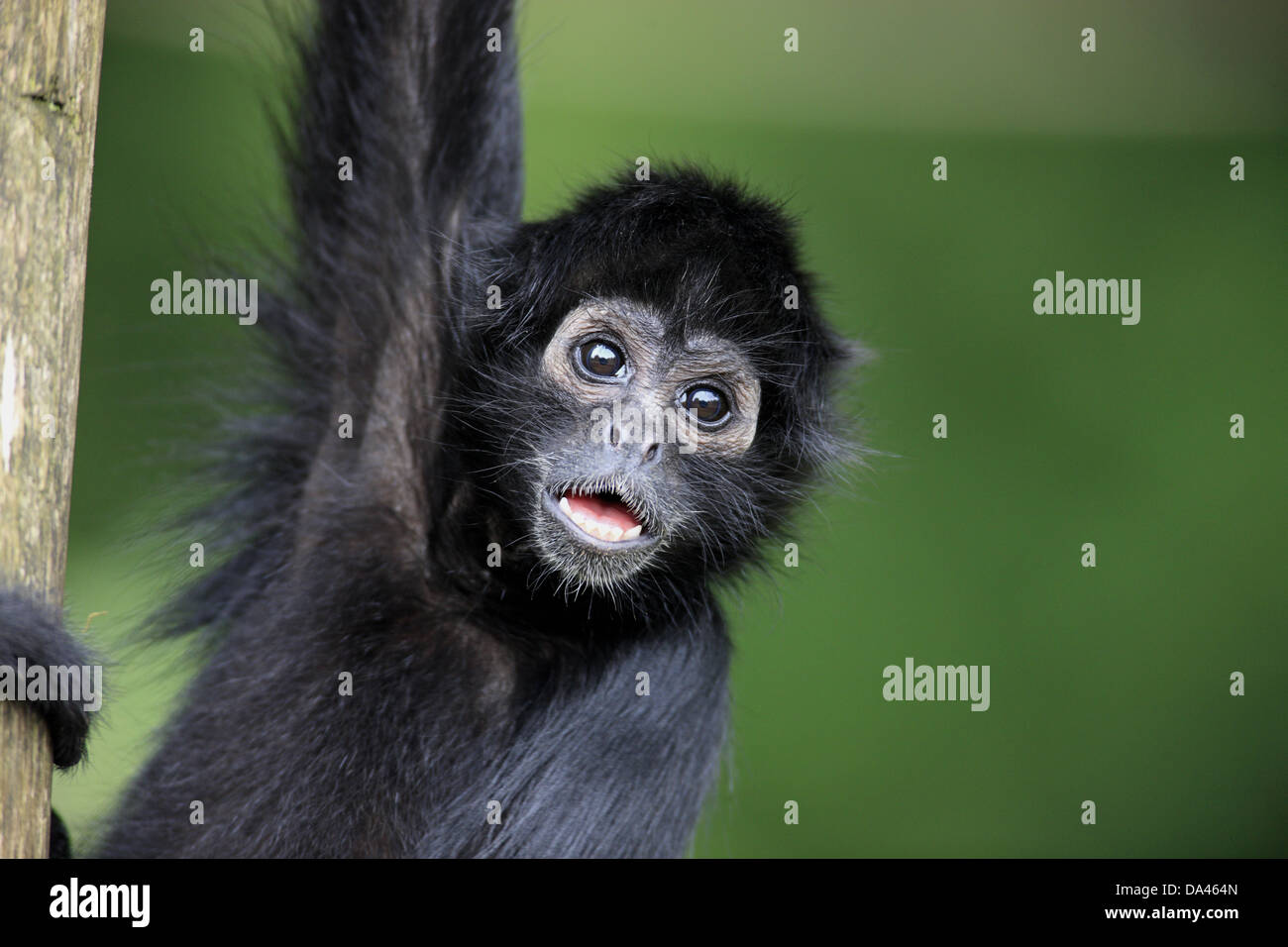 Black-headed Spider Monkey (Ateles fusciceps robustus) young, close-up of head, calling (captive) Stock Photo