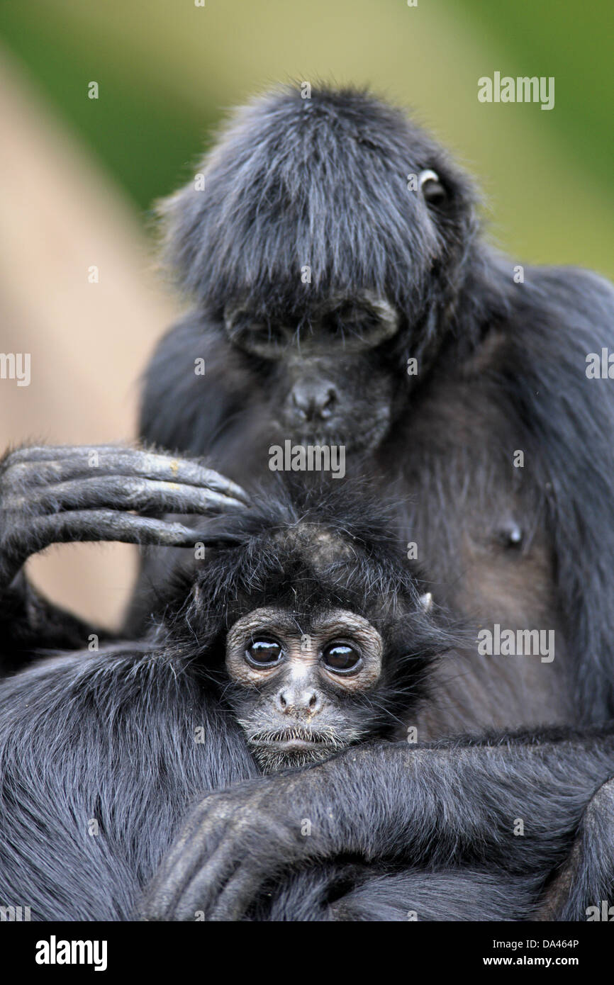 Black-headed Spider Monkey (Ateles fusciceps robustus) adult female with young, grooming (captive) Stock Photo