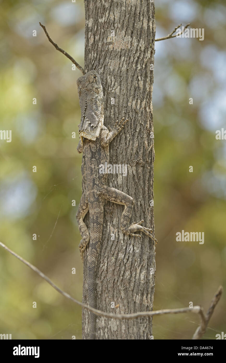 Frilled Lizard (Chlamydosaurus kingii) adult, camouflaged, resting on tree trunk, Queensland, Australia, November Stock Photo
