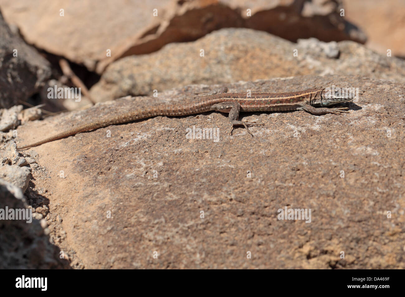 Atlantic Lizard (Gallotia atlantica) adult, basking on rock, Betancuria, Fuerteventura, Canary Islands, March Stock Photo