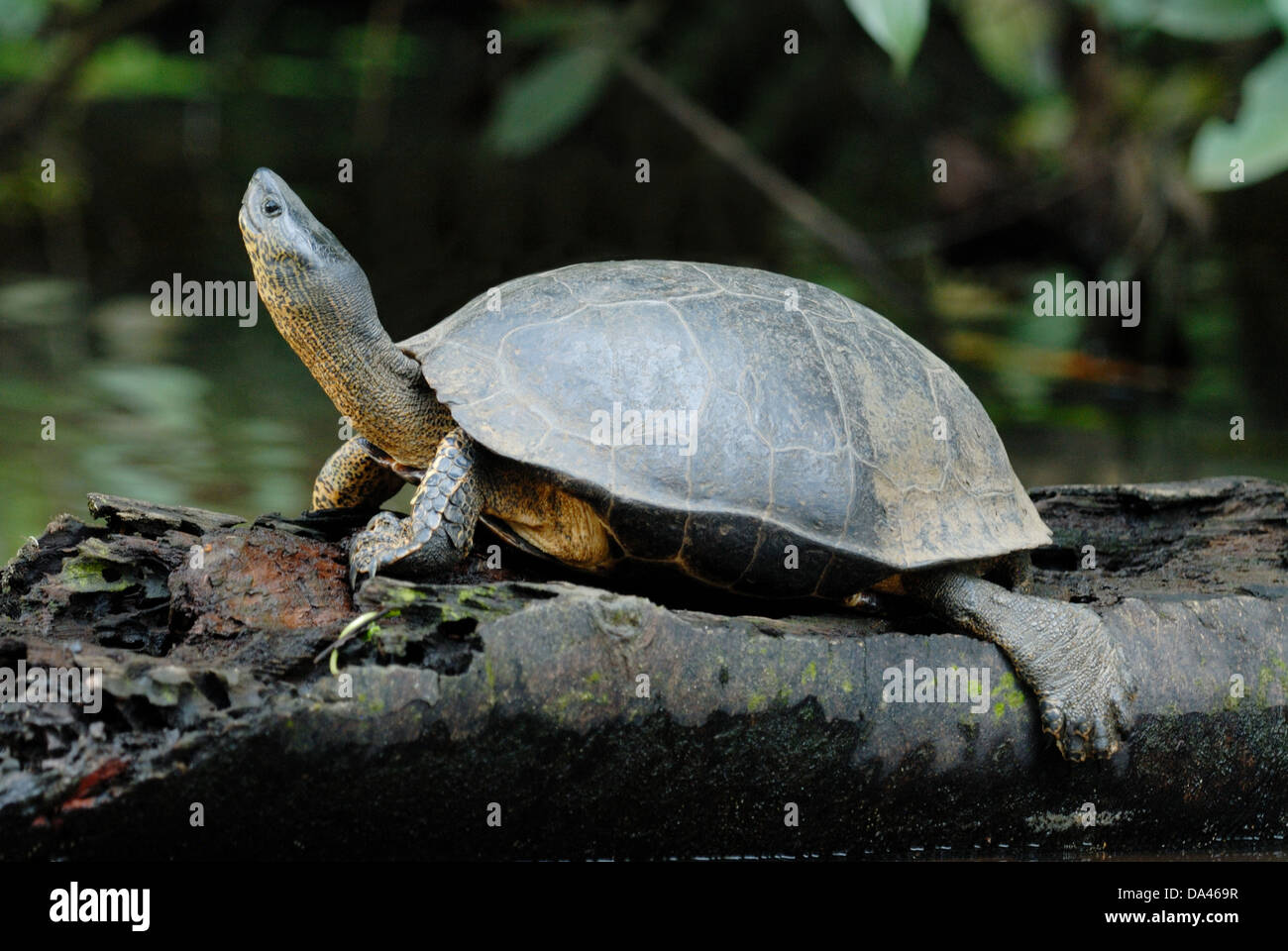Black River Turtle (Rhinoclemmys funerea) adult basking on log in flooded forest Tortuguero N.P. Limon Province Costa Rica Stock Photo