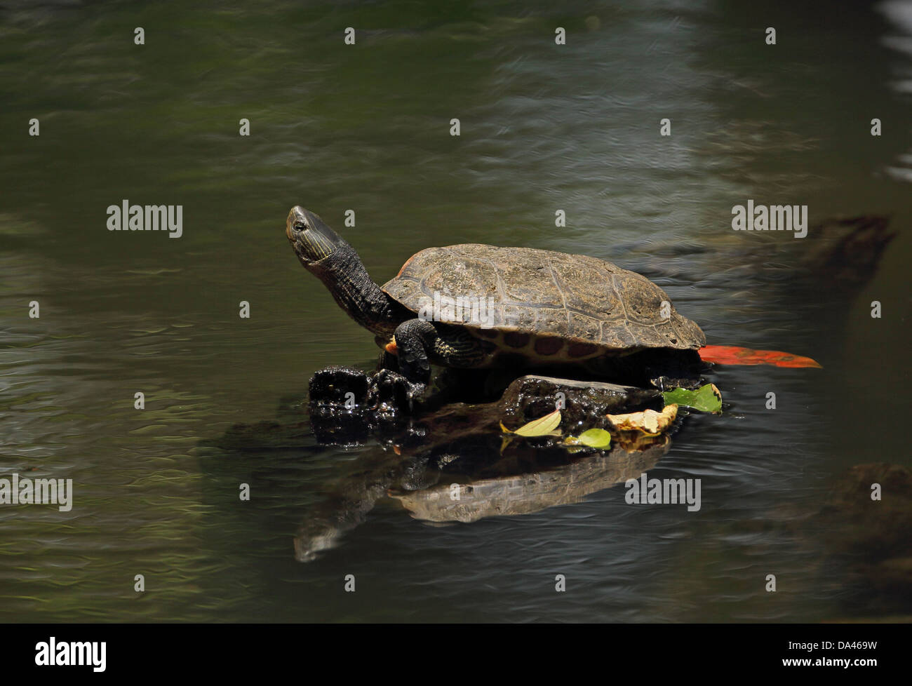 Chinese Stripe-necked Turtle (Mauremys sinensis) adult, basking on rock, Taiwan, April Stock Photo