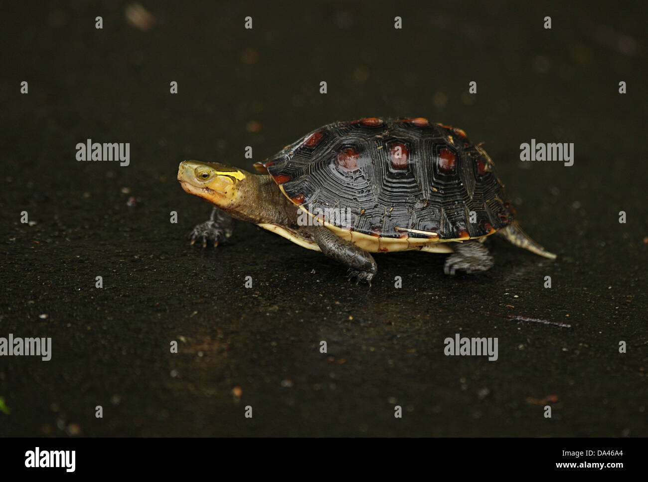 Chinese Box Turtle (Cistoclemmys flavomarginata) adult, crossing wet road during rainfall, Taiwan, April Stock Photo
