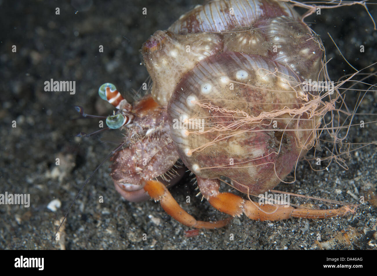 Anemone Hermit Crab (Dardanus pedunculatus) adult with Sea Anemone (Calliactis polypus) attached to shell producing sticky Stock Photo