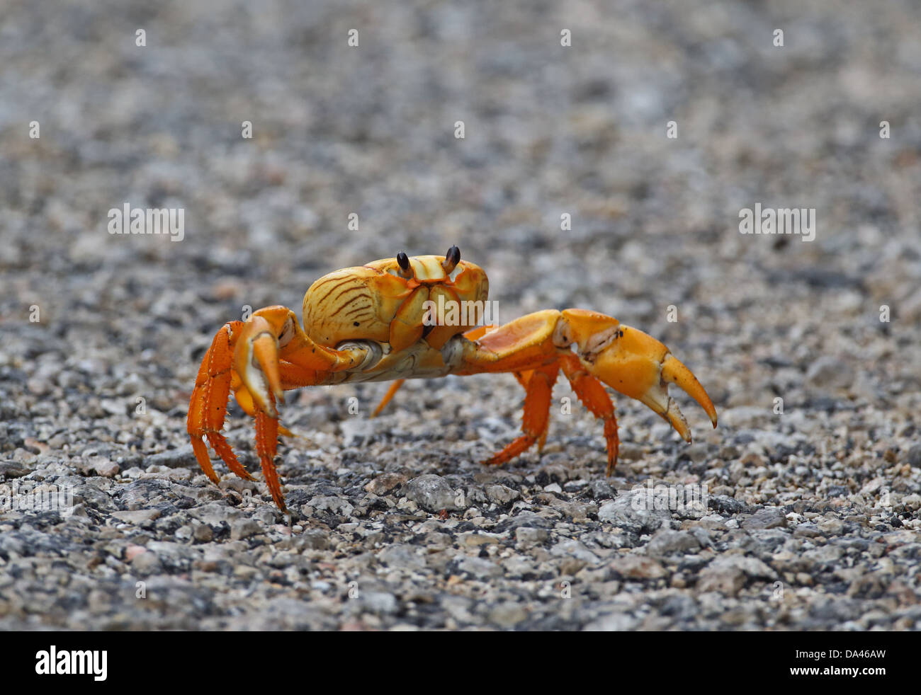 Black Land Crab (Gecarcinus ruricola) yellow morph adult crossing road on spring migration Zapata Peninsula Matanzas Province Stock Photo