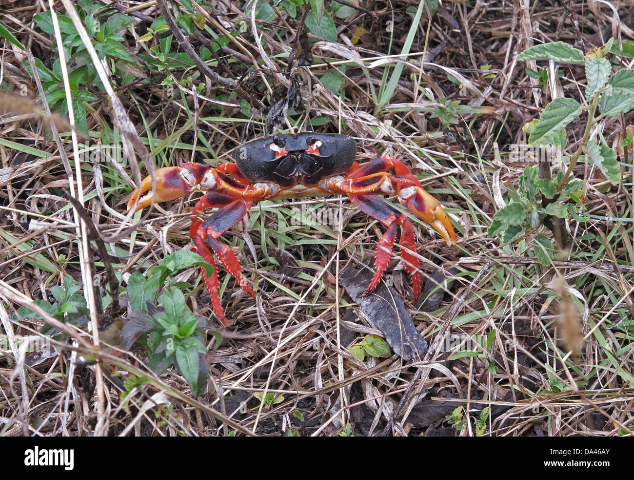 Black Land Crab (Gecarcinus ruricola) dark morph, adult, on spring migration, Zapata Peninsula, Matanzas Province, Cuba, March Stock Photo